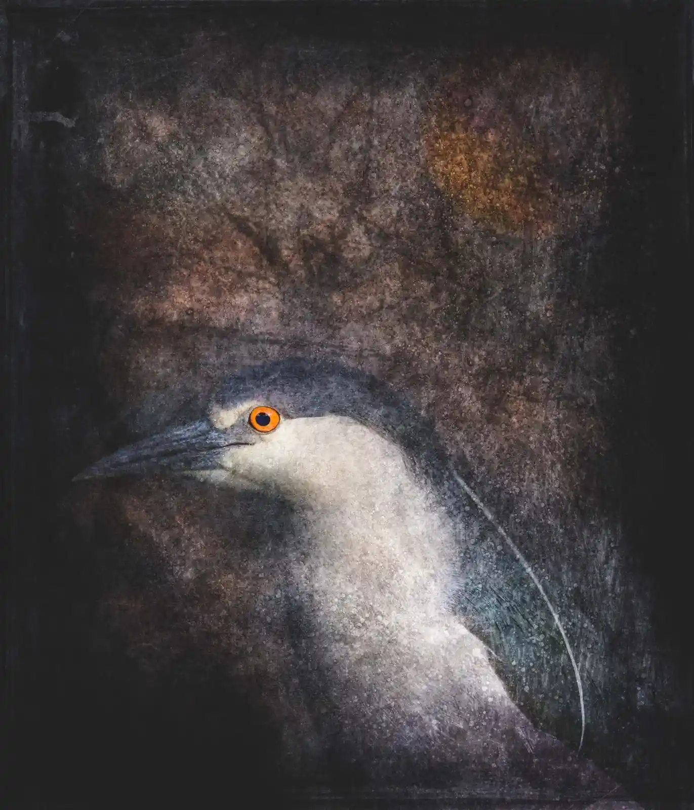 A night heron emerges from the shadows, its piercing orange eyes gleaming in the moonlight. The background is a muddled mix of dark branches and fading twilight, as if the bird is emerging from a dream. The heron's stark white chest contrasts against the darkness, while the subtle ripples of feathers suggest movement—a breath, a silent step forward into the unknown.