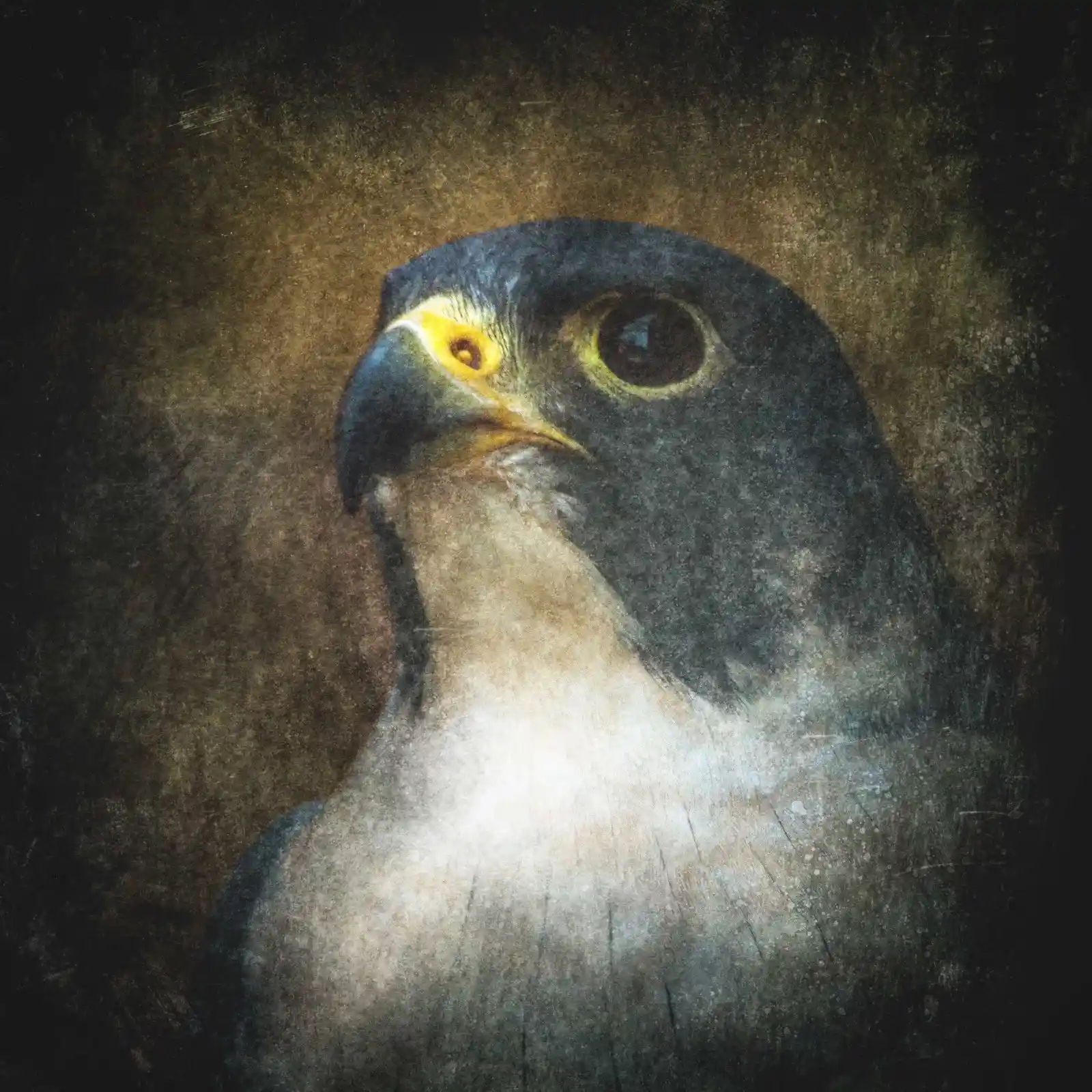 The peregrine falcon stares intensely ahead, its eyes dark and wide, like an abyss where secrets are stored. Its feathers, a mixture of midnight blues and smoky grays, whisper of wind and sky. Its beak curves like a drawn blade, ready to pierce through the silence. Against the backdrop of shadows, it is the embodiment of swift, lethal grace—an ancient predator that knows no mercy.