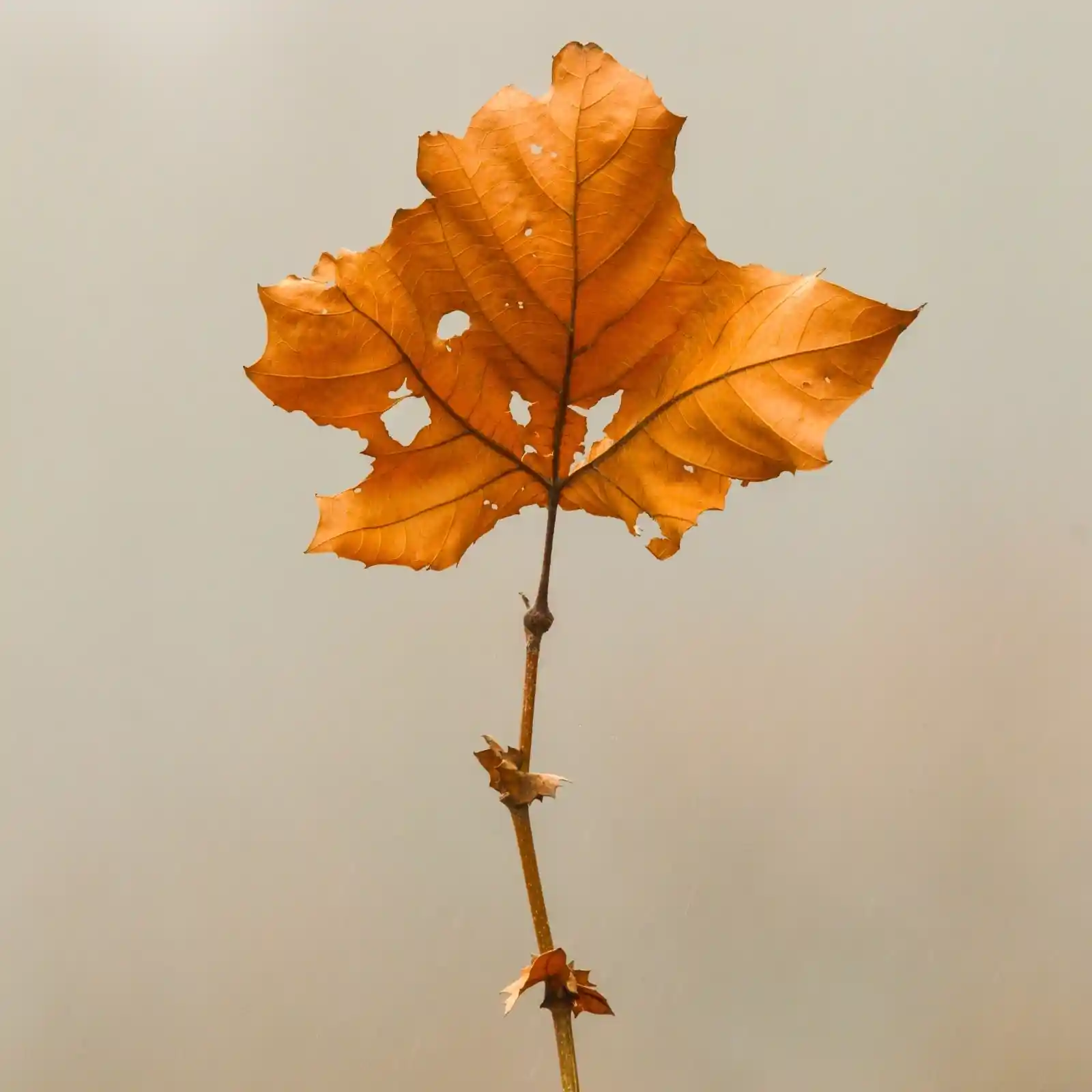 A single, tattered autumn leaf clings to a bare twig, suspended against a backdrop of soft, diffused gray. Its edges are ragged, worn down by the relentless passage of time, and it bears the scars of a season's battles. Holes pierce its fragile surface, turning it into a delicate lacework of survival and surrender, a lone sentinel against the coming winter winds.