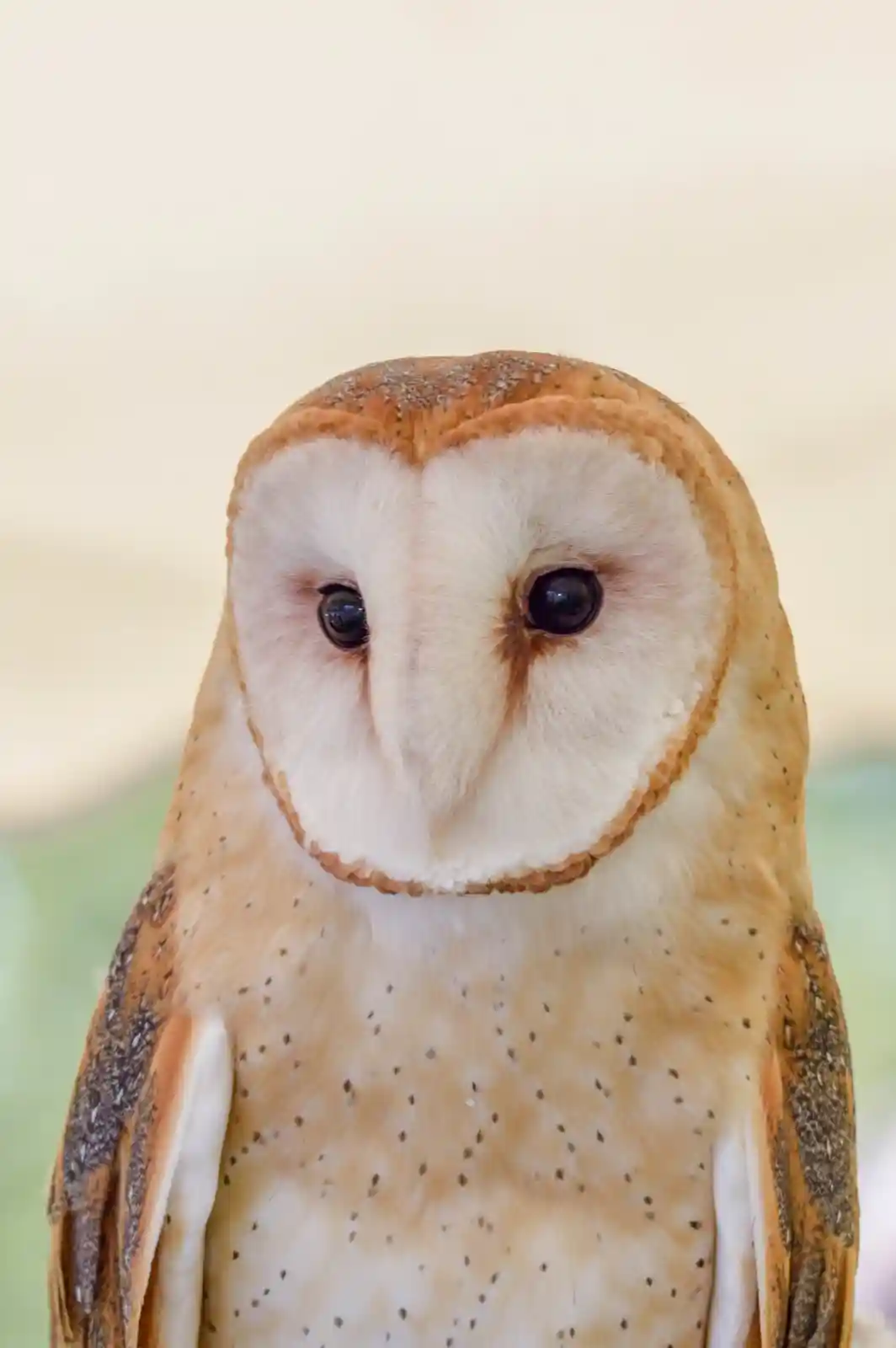 The weathered face of a barn owl, turned to the side, eyes fixed on an unseen point. Its feathers, a tapestry of muted browns and creams, seem to ripple with the quiet wisdom of the woods. There’s a sense of timeless observation in its gaze, as if it has seen the forest rise and fall a thousand times and still waits for the next story to begin.