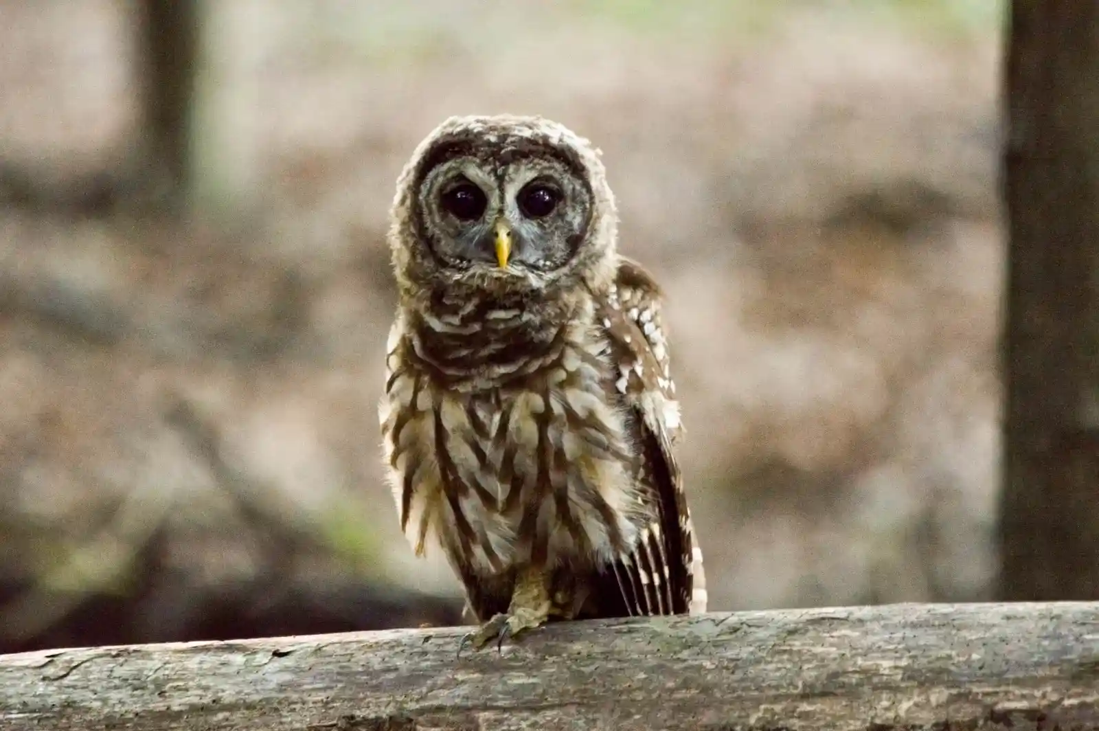 A barred owlet stands on a fallen log, its eyes like deep wells of unknowable darkness. The forest around it is dim, shadows playing tricks between the trees. Its feathers are a patchwork of soft browns and whites, blending with the muted tones of the forest floor. There is an alertness in its posture, a readiness to take flight or fall deeper into the shadows.