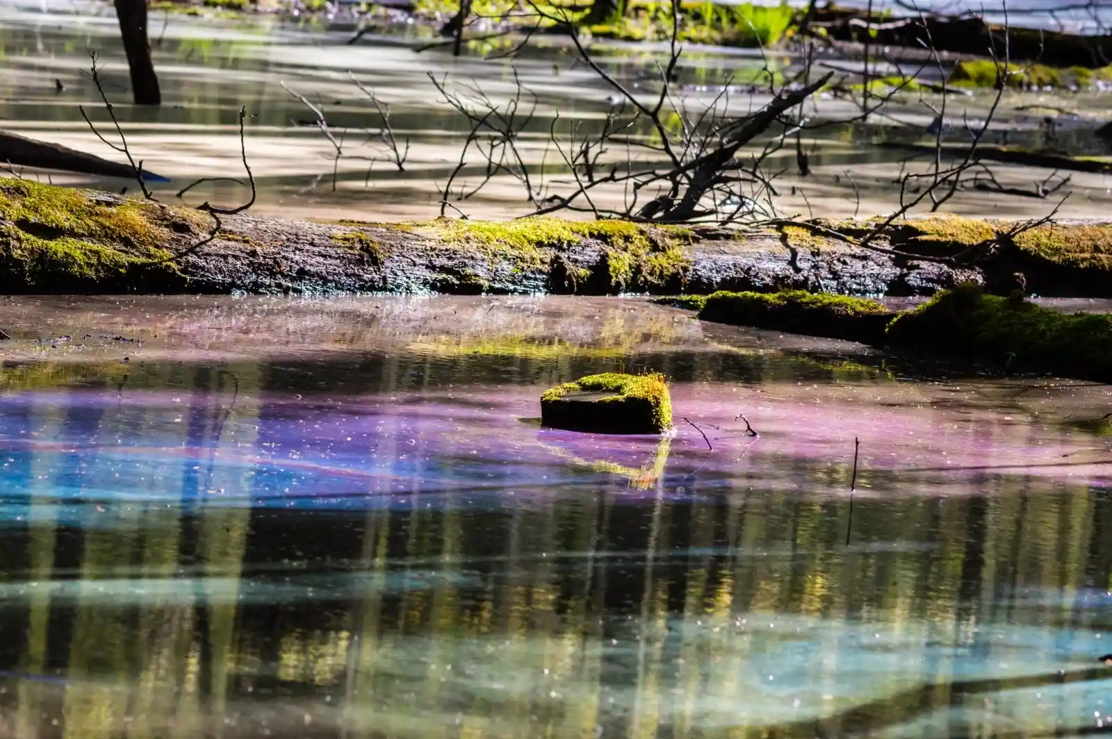 A still, serene bog, where vibrant hues of purples and greens dance upon the water’s surface like spilled ink. Fallen branches, moss-covered and ancient, break through the calm, mirrored surface, their reflections blending reality with illusion. The air is thick with the smell of damp earth and hidden secrets, a place where the boundaries between the living and the forgotten grow thin and whisper of things best left undisturbed.