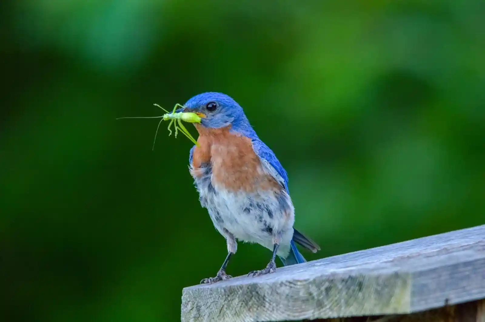 A bluebird perches on a wooden ledge, its feathers vivid against a blurred green background. Its beak clutches a bright green cricket, its wings poised as if ready to launch. The moment is alive with tension—a small, sharp drama between predator and prey, the delicate balance of nature's endless dance. The bird's gaze is intense, holding the story of survival in its small but powerful frame.