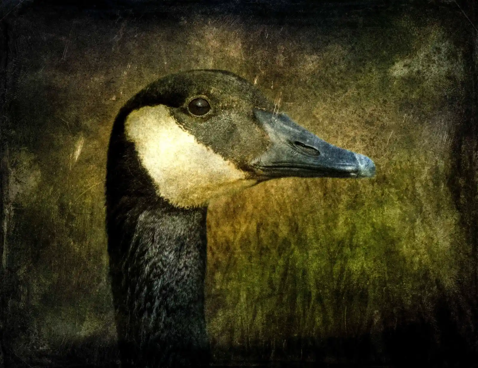 A Canada goose’s profile against a textured, muted backdrop. Its dark, sleek head contrasts sharply with its pale neck, eyes filled with an inscrutable wisdom as if it knows every path that winds through the world’s hidden places. The background is a blurred blend of greens and golds, as though the very air around it whispers secrets of distant marshlands and fog-bound mornings, where such creatures reign.