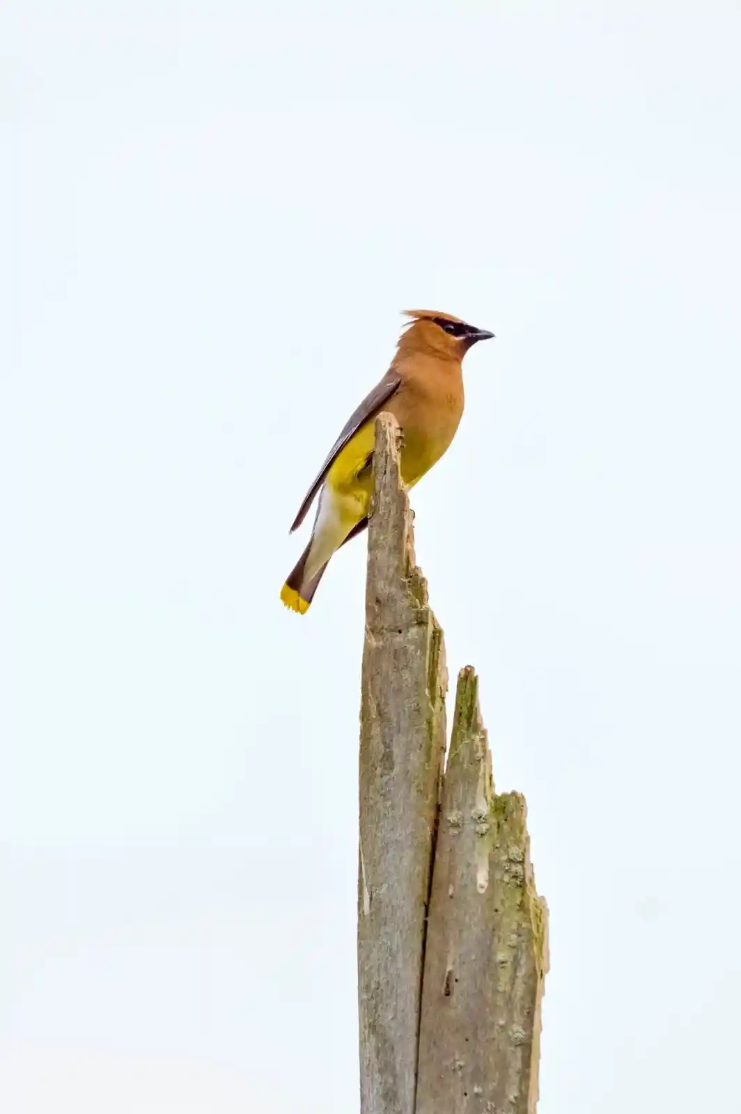 A lone cedar waxwing perches atop a jagged, weathered branch, its sleek plumage a blend of warm browns and vibrant yellows. The stark, pale sky serves as a backdrop, leaving the bird as the focus, an elegant silhouette against the emptiness. It surveys the world with an air of quiet confidence, like a messenger from a place where the trees sing their secrets to those willing to listen.