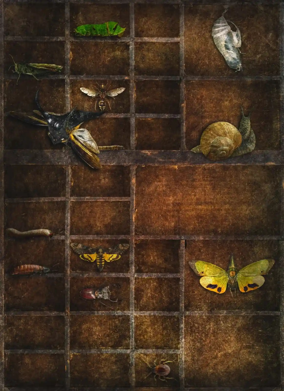 An antique wooden display case holds a macabre collection of pinned insects and delicate shells. Each square is a snapshot of nature’s quiet moments—a green caterpillar, a golden moth, a spiraled snail shell. The compartments are dark, dust settling in the corners like time itself had forgotten them. It’s a place where curiosity and unease mingle, where the ordinary is elevated to the extraordinary under the soft veil of decay.