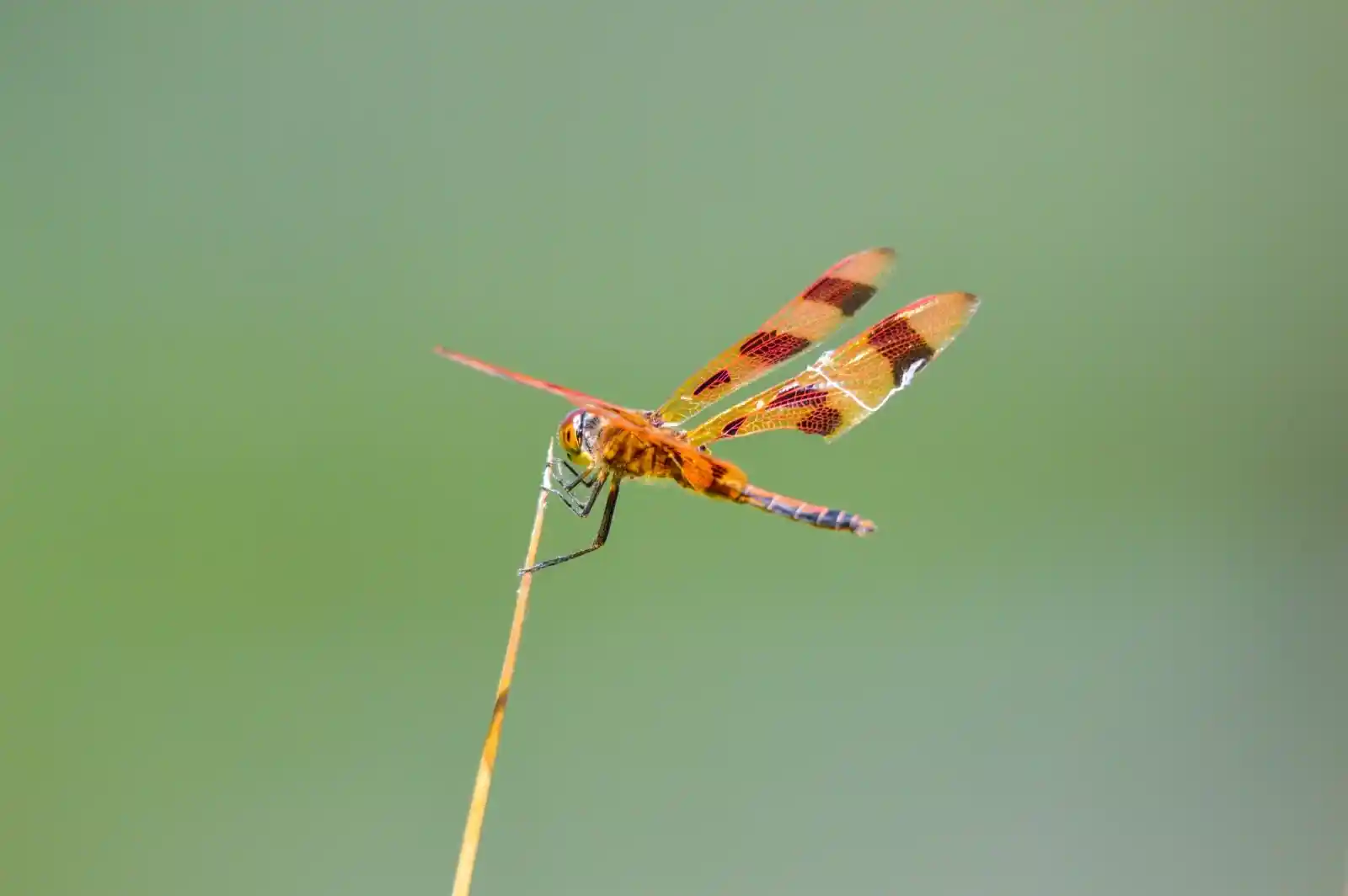 A delicate dragonfly, with wings of amber and black, clings to a thin reed against a blurred green background. The sun catches its gossamer wings, turning them into fragile stained glass windows to a world of fleeting summer days. It holds its pose, like a dancer in the stillness between breaths, balanced between the living moment and the inevitable drift of time.