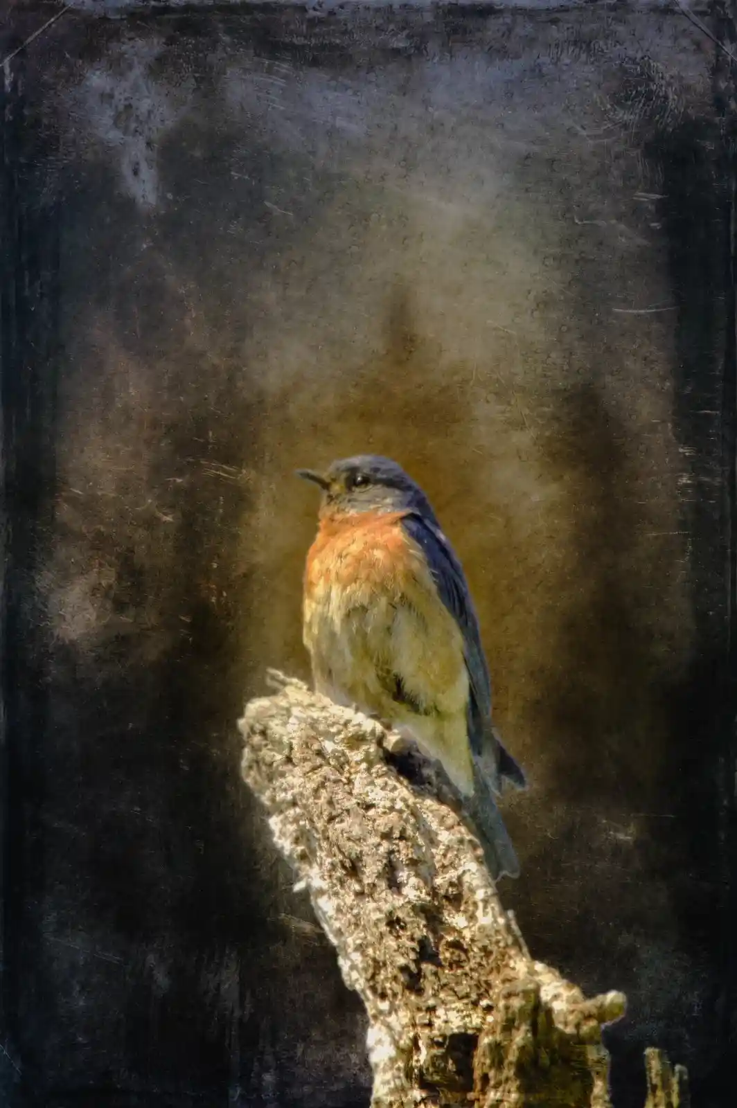 Perched on a gnarled branch, a bluebird sits against a blurred backdrop of faded sunlight and smoky shadows. Its feathers are a blend of rust and blue, a splash of color against the somber world around it. There’s a softness to its pose, a fragile moment caught between flight and rest, as if it’s waiting for something unseen—a whisper of wind, a call to soar again.