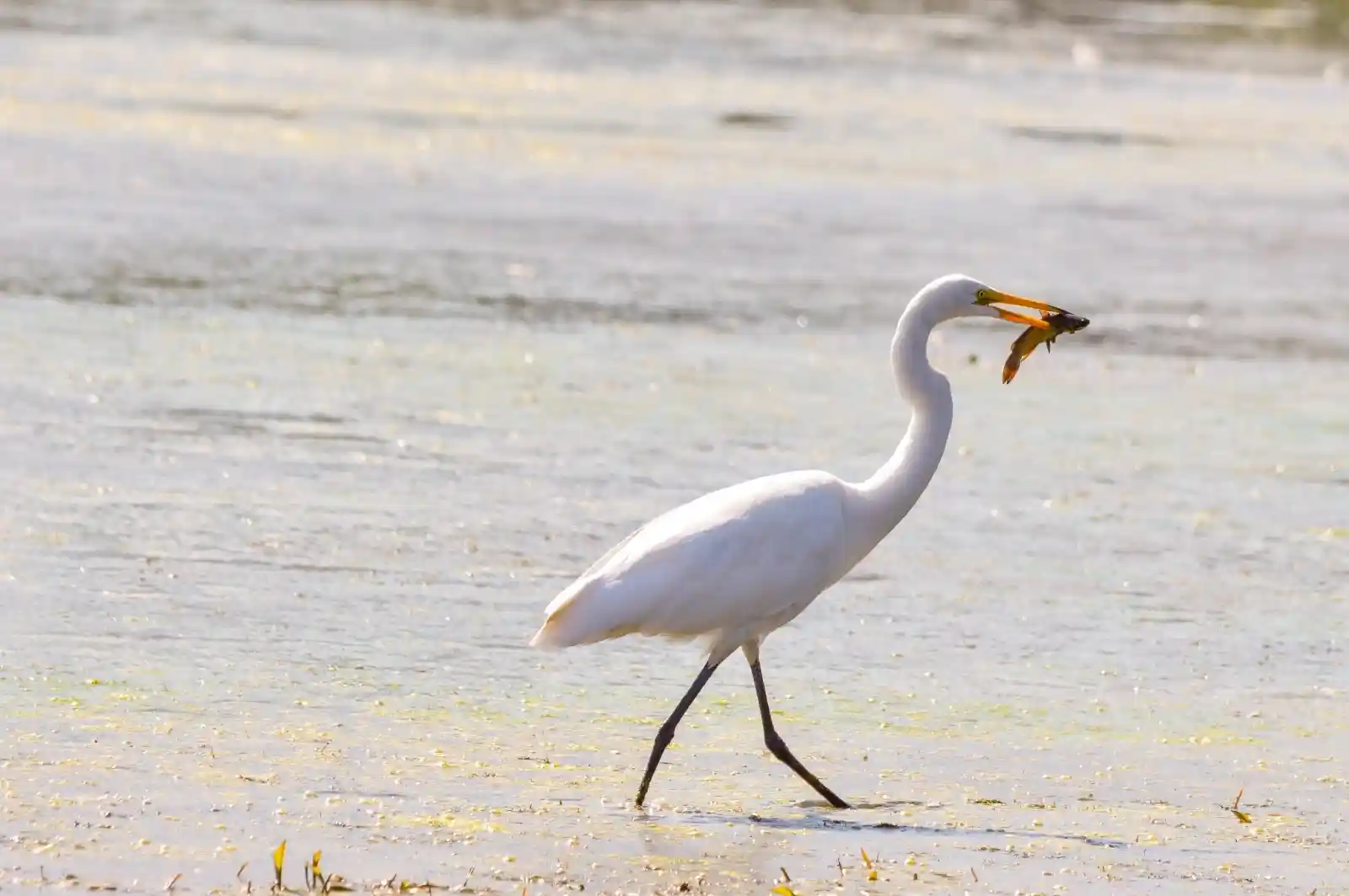 An elegant egret wades through shallow water, a fish struggling in its long, curved bill. The late afternoon light filters across the ripples, catching on the sleek white feathers that shimmer like rippling silk. Predator and prey, locked in the oldest dance of survival.