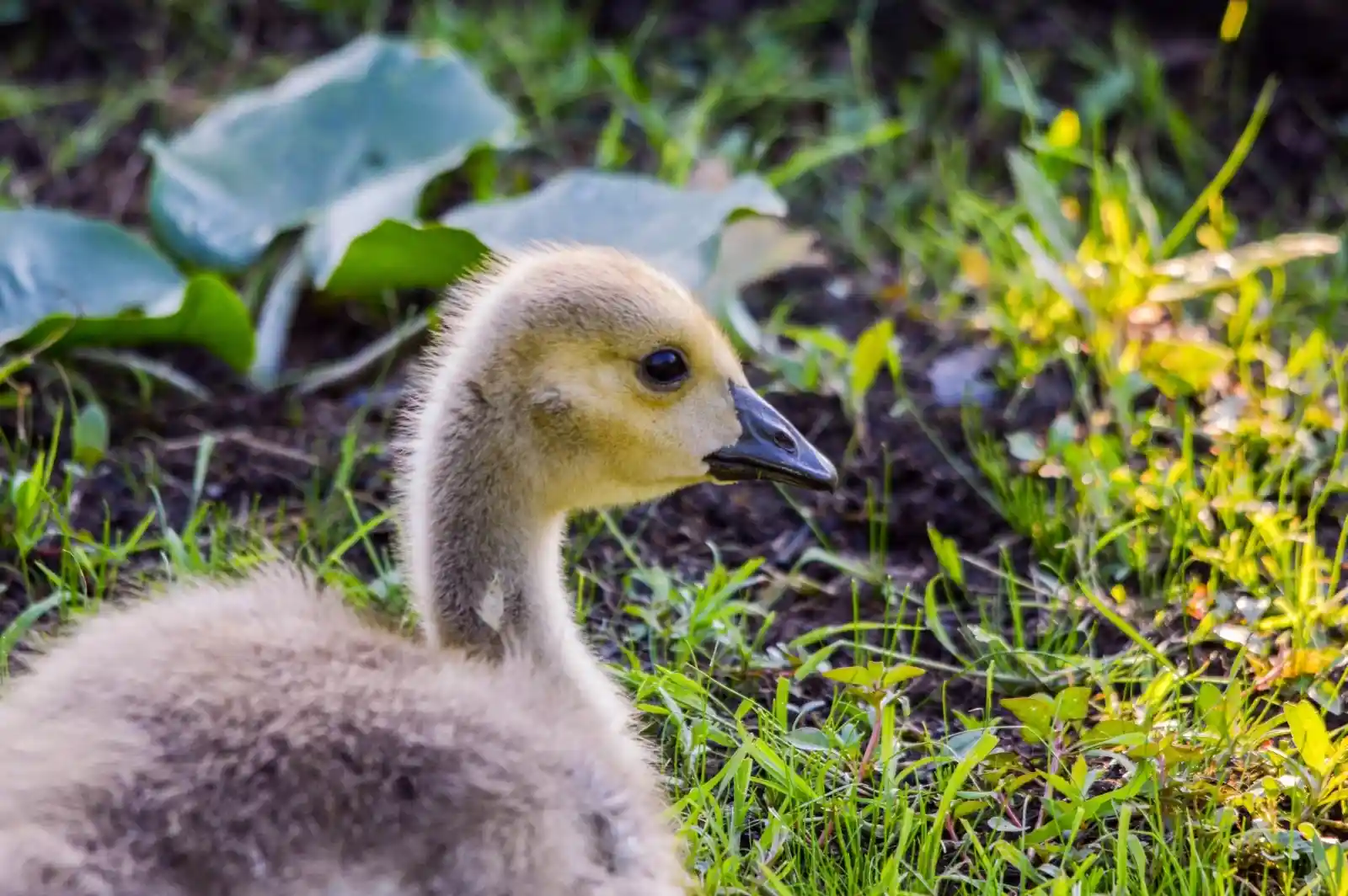 A fluffy gosling rests in the sunlit grass, its soft down glowing golden in the light. Its curious eye catches something unseen, a hint of the future waiting beyond the green. For now, it is safe in this moment, cradled by the earth.