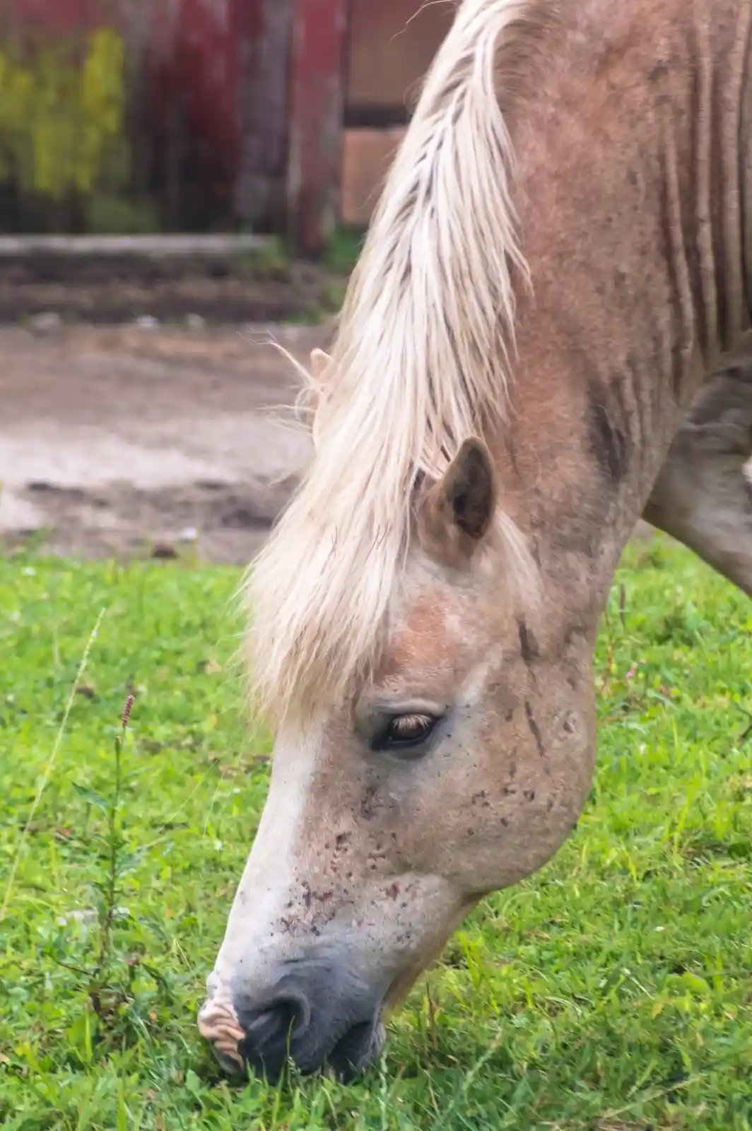 A close-up shot of a cream-colored horse grazing on a patch of lush green grass. The horse’s mane is slightly tangled, and its coat is speckled with dirt, evidence of a life spent outdoors. The background is a blur of rustic farm buildings and fences, lending a sense of place and time. The horse is peaceful, its world reduced to the simple pleasure of a good meal, far from the chaos of human affairs.