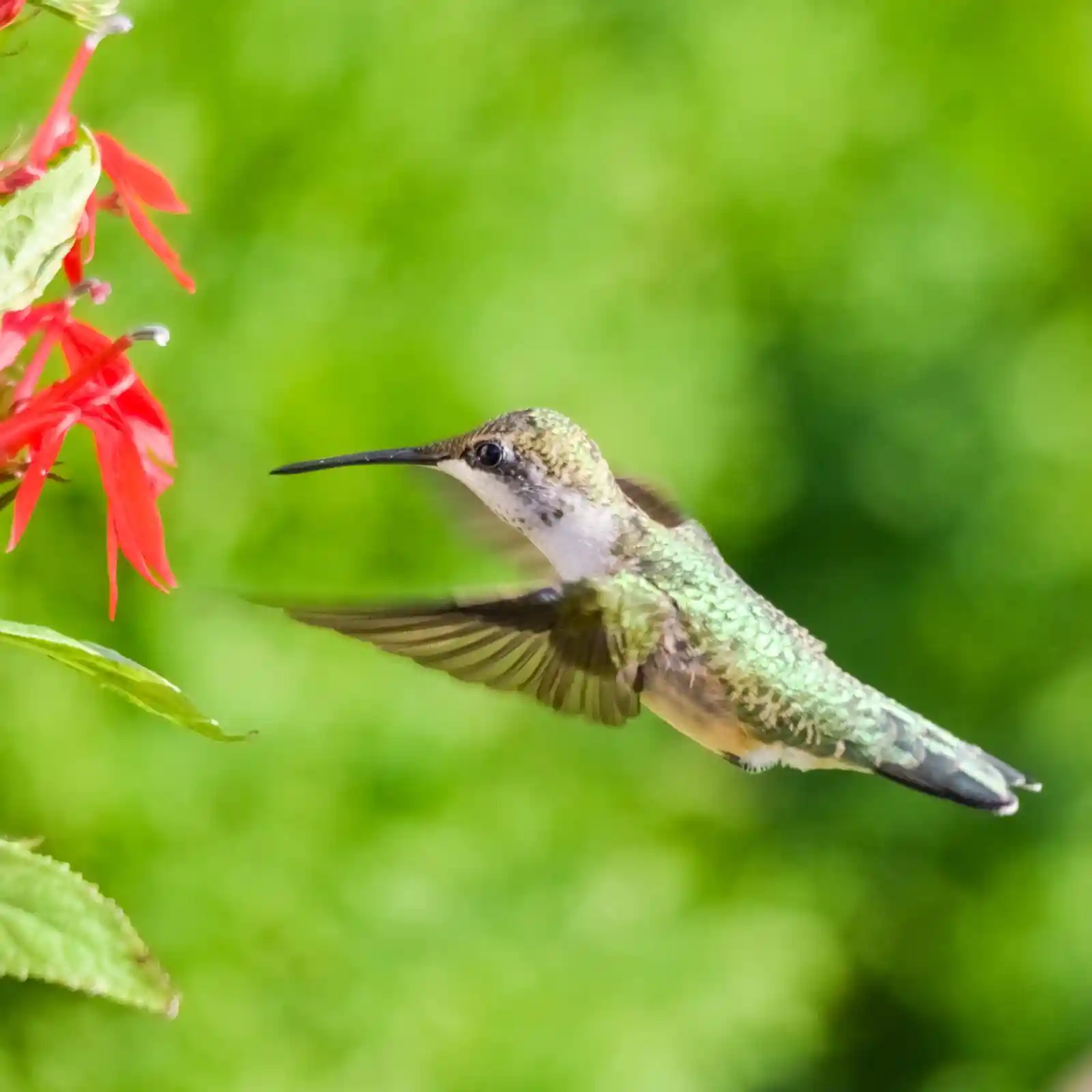 A hummingbird hovers mid-air, its wings a blur as it feeds from a vibrant red flower. The background is a soft, green blur, highlighting the bird’s iridescent feathers that shimmer in the sunlight. The hummingbird is delicate yet full of energy, a symbol of resilience and grace in a fleeting moment. The image captures the beauty of nature in its purest form, a reminder of the small wonders that exist all around us.