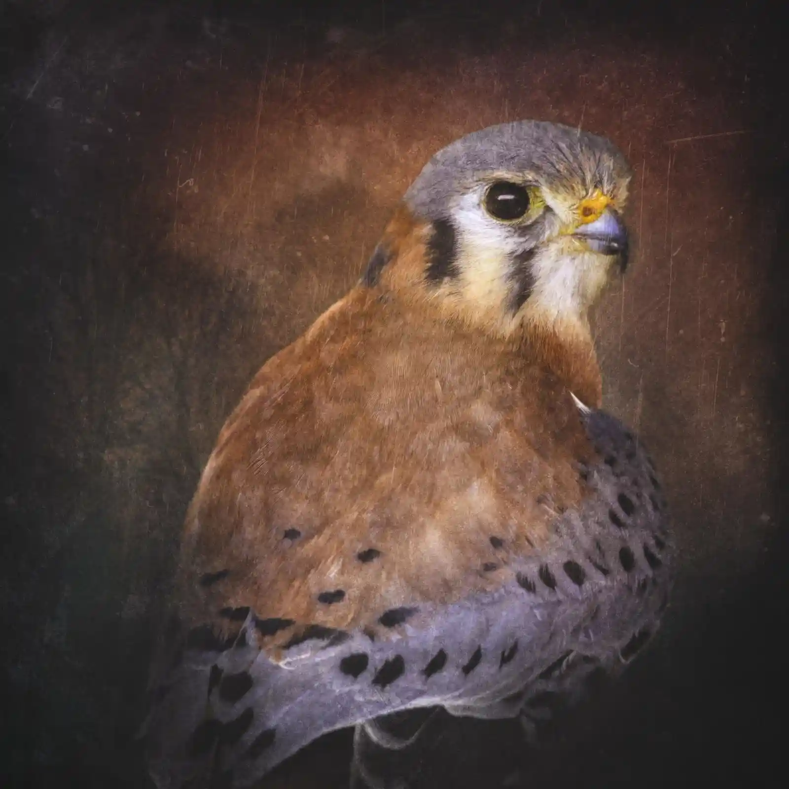 A kestrel, bold and bright-eyed, stares out with an intensity only found in creatures born of the wind. Its plumage of rust, cream, and slate grey is layered with intricate patterns of black spots and stripes, a living map of survival. The background, dark and blurred, contrasts sharply with the kestrel’s gaze, which pierces through the shadows, daring any who look to see what lies behind its eyes.