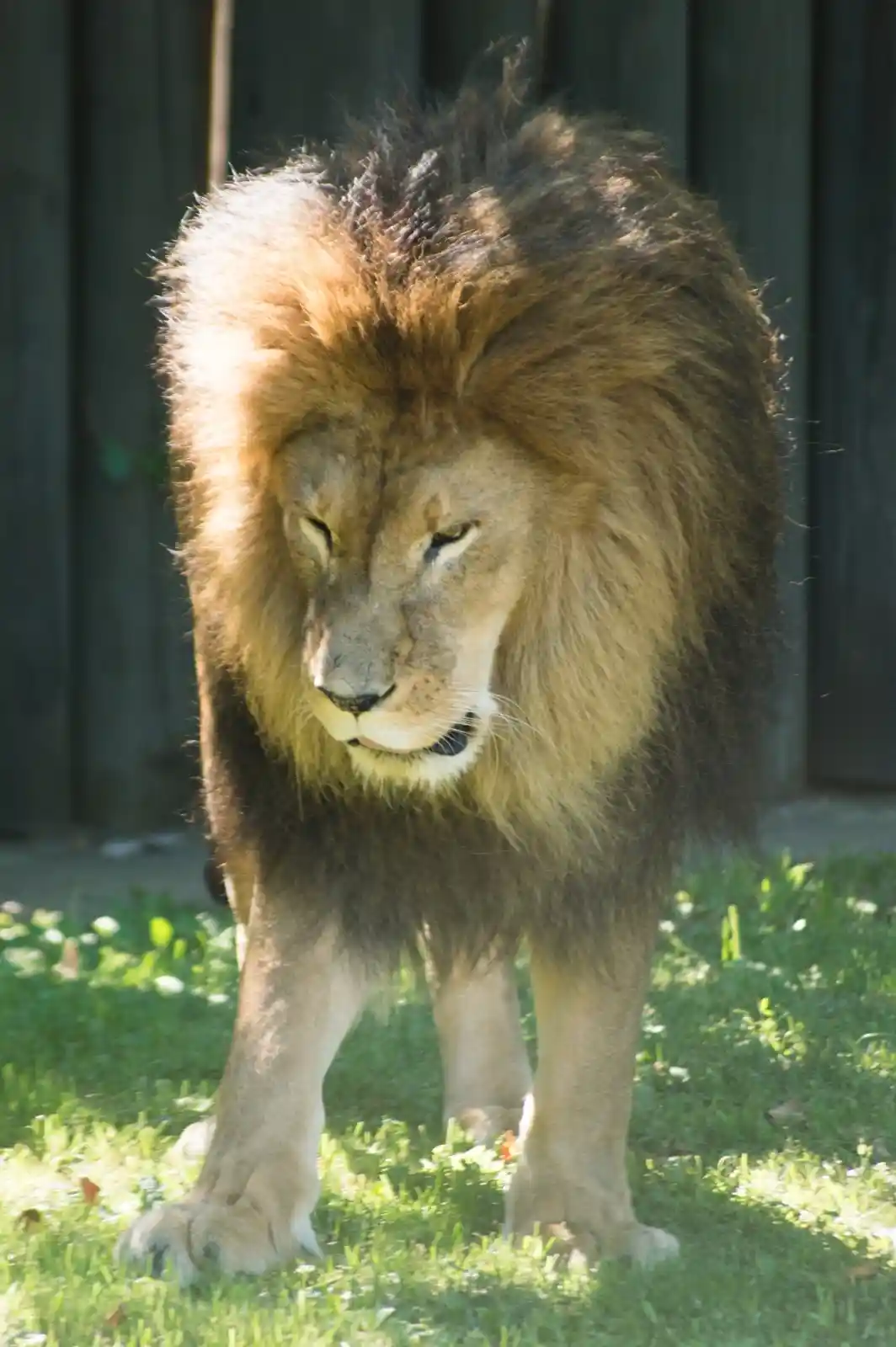 A powerful male lion with a thick, golden mane stands in the dappled sunlight of an enclosed space. His eyes narrow in contemplation, a creature of raw strength and regal bearing. His fur ripples with each breath, every muscle taut and ready. Behind him, the shadowy wall of his enclosure contrasts sharply with the life radiating from his form. He looks on, forever the king, forever in waiting for something more.