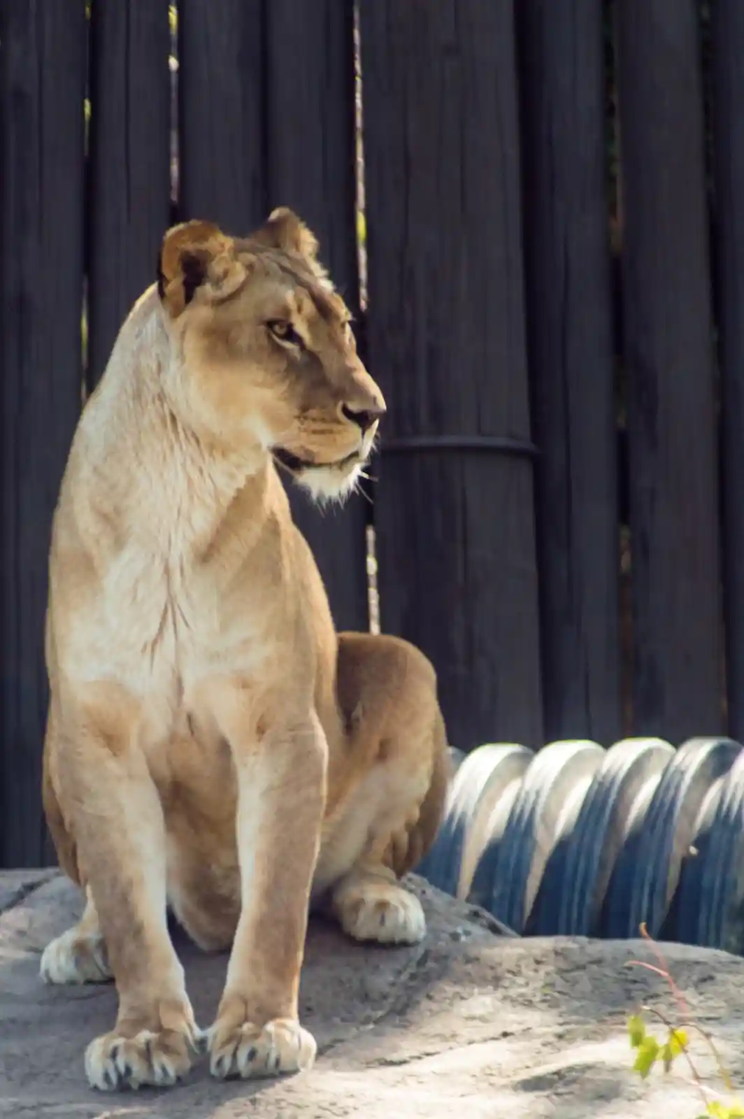 A sleek lioness sits poised on a rocky outcrop, her eyes sharp and vigilant. She gazes out with a quiet intensity, muscles coiled beneath her golden coat. The dark wooden fence behind her serves as a stark background, enhancing her form's powerful elegance. She is the huntress in repose, stillness before the leap, the calm before the storm, exuding a strength that is as much in her mind as in her limbs.