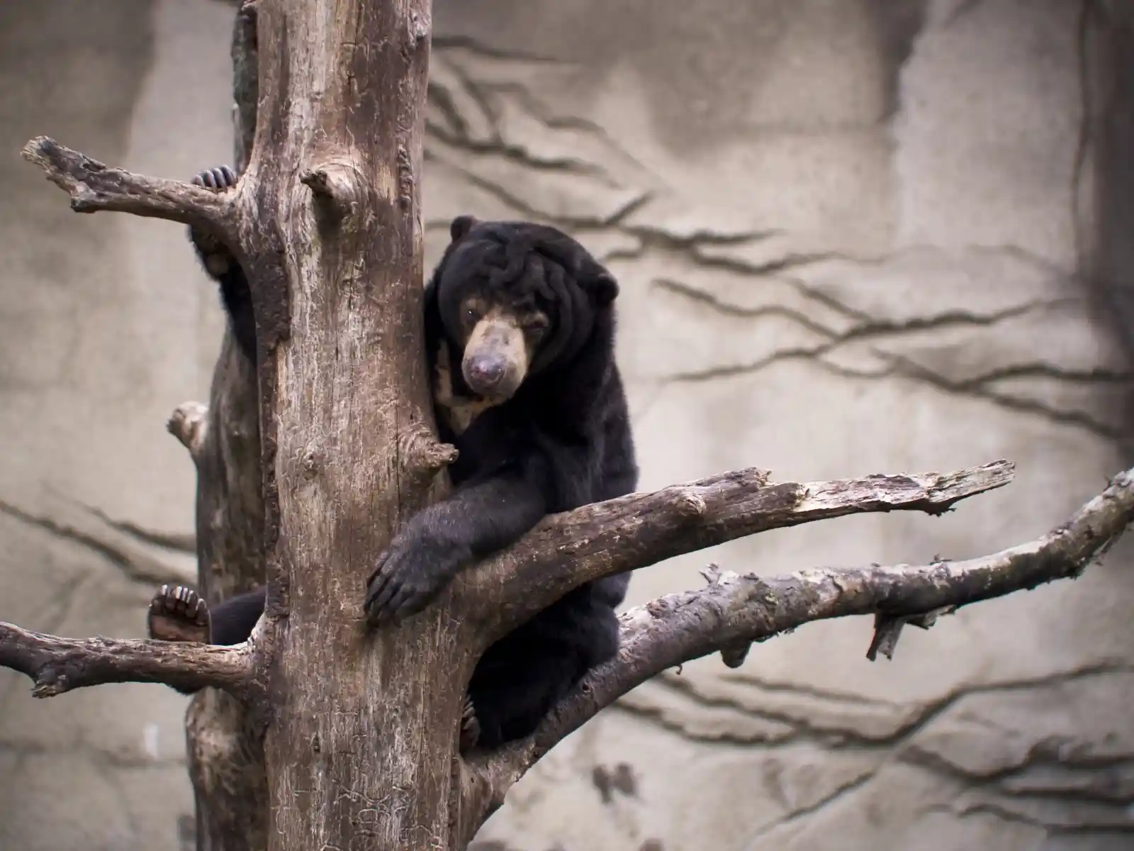 High in the barren tree, a sun bear clings, looking at the world with a gaze that's part curiosity, part resignation. Its dark fur is almost blue under the shadow of the clouds. One paw hangs loosely, the other grips tight to the rough bark. It's a creature caught between worlds — too wild for cages, too domesticated for forests — dreaming of honeyed freedom among the branches.