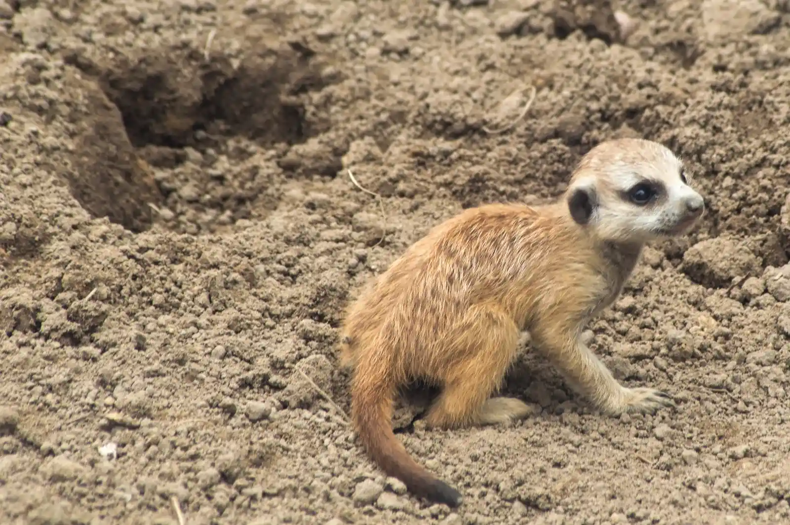 On the arid, dusty earth, a meerkat pup sits alone, its eyes wide with the innocence of youth and the wisdom of ancestral vigilance. The earth around it is marked by small holes and burrows, a labyrinthine refuge from predators. The pup’s fur is still scruffy from its recent entrance into the world, a little creature learning the ancient art of watching and waiting under the African sun.