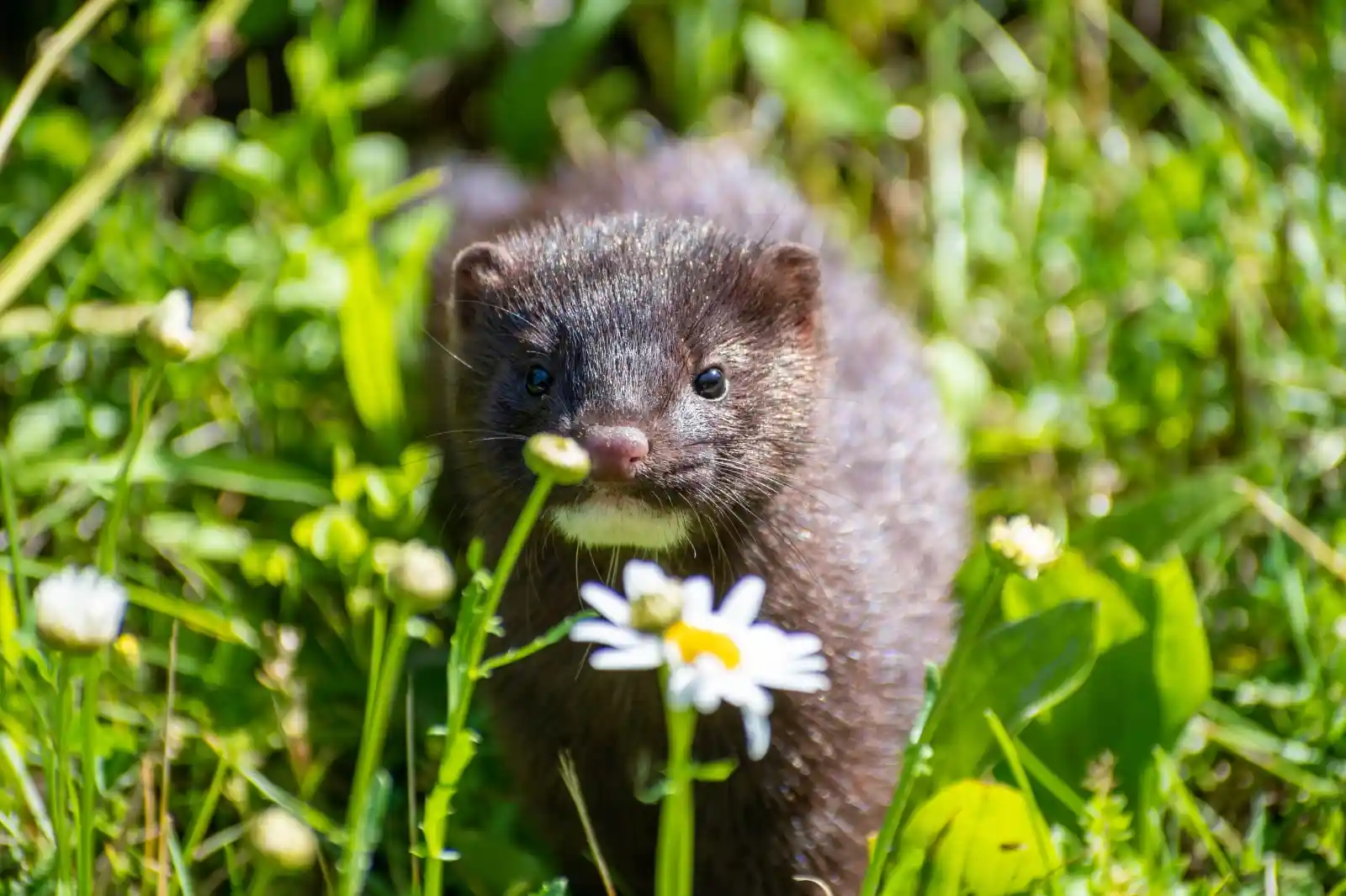 A young mink, bright-eyed and inquisitive, peers through a curtain of wildflowers. Its sleek, dark fur blends into the shadowy greens and yellows of the grass, like a half-hidden secret of the meadow, alive and eager. The daisies, whispering secrets to the wind, barely brush against the mink’s nose, which twitches at the scent of possibilities, or perhaps the memory of something wilder and untamed just beyond.