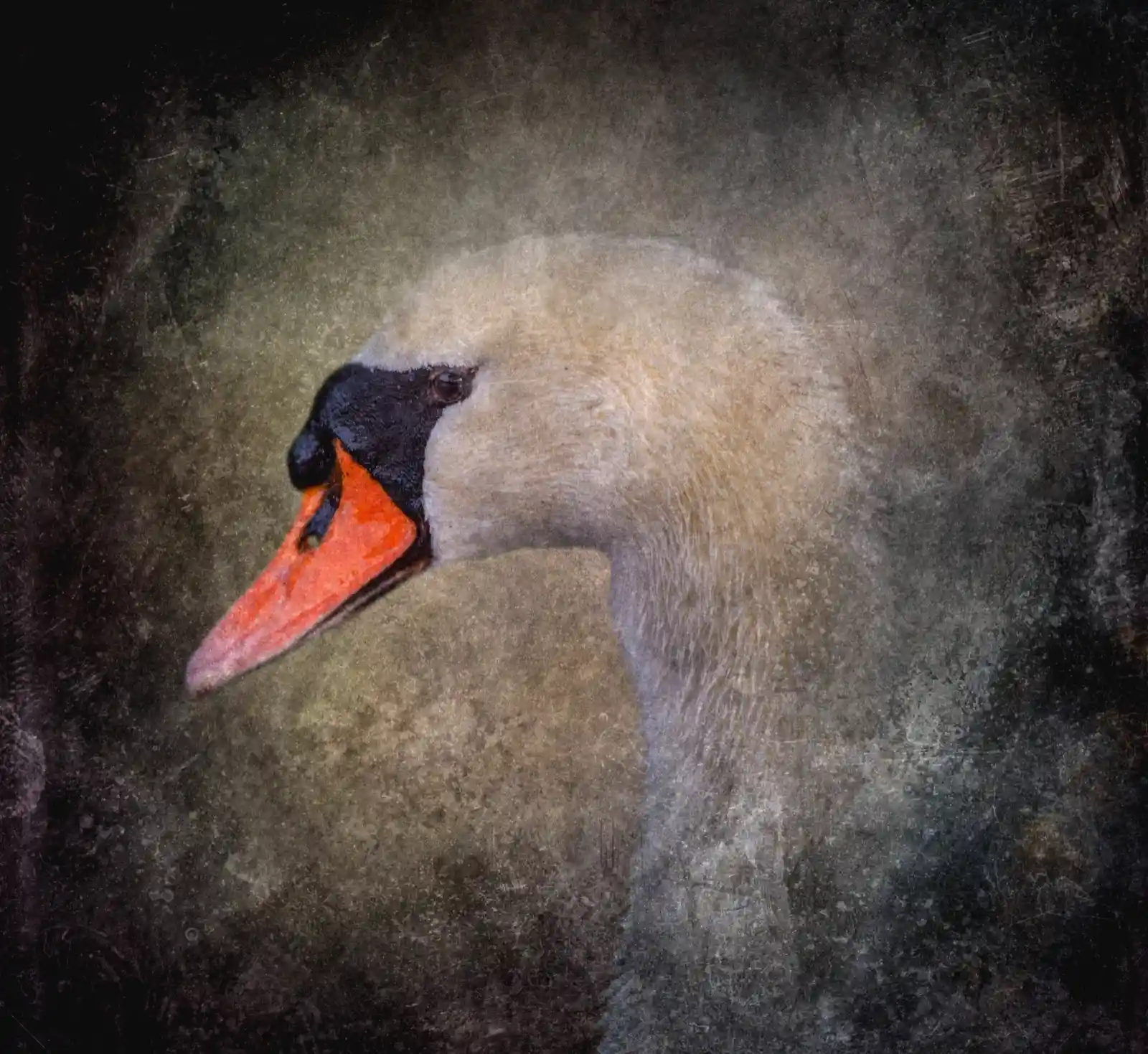 A close-up of a mute swan’s profile, its regal neck arched in elegant poise. The background is blurred, emphasizing the stark contrast of its orange bill and dark eye against the swan's snowy feathers. There’s a calm, almost otherworldly stillness to the bird, as if it holds the collected memories of a thousand quiet ponds, each one reflecting the moon.