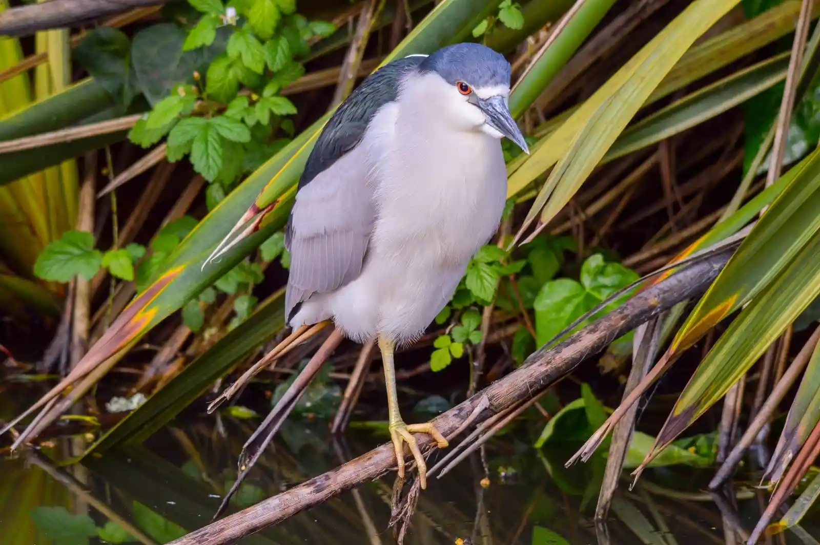 Perched delicately on a branch, a black-crowned night heron watches with piercing eyes. The bird's feathers are a symphony of muted grays and blues, blending seamlessly with the reeds and shadows of its habitat. It stands on one leg, as if caught mid-thought, a guardian of the twilight waters where frogs sing lullabies to the dusk.