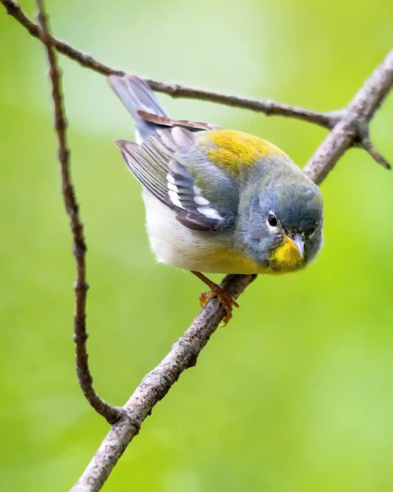 A Northern Parula clings to a thin branch, its feathers a burst of soft blues, greens, and yellows against a backdrop of verdant foliage. Its head tilts, as if listening to secrets carried by the wind or considering a leap into the unknown. The tiny bird’s eyes are bright and inquisitive, hinting at the vast journeys it has seen or the ones yet to come.