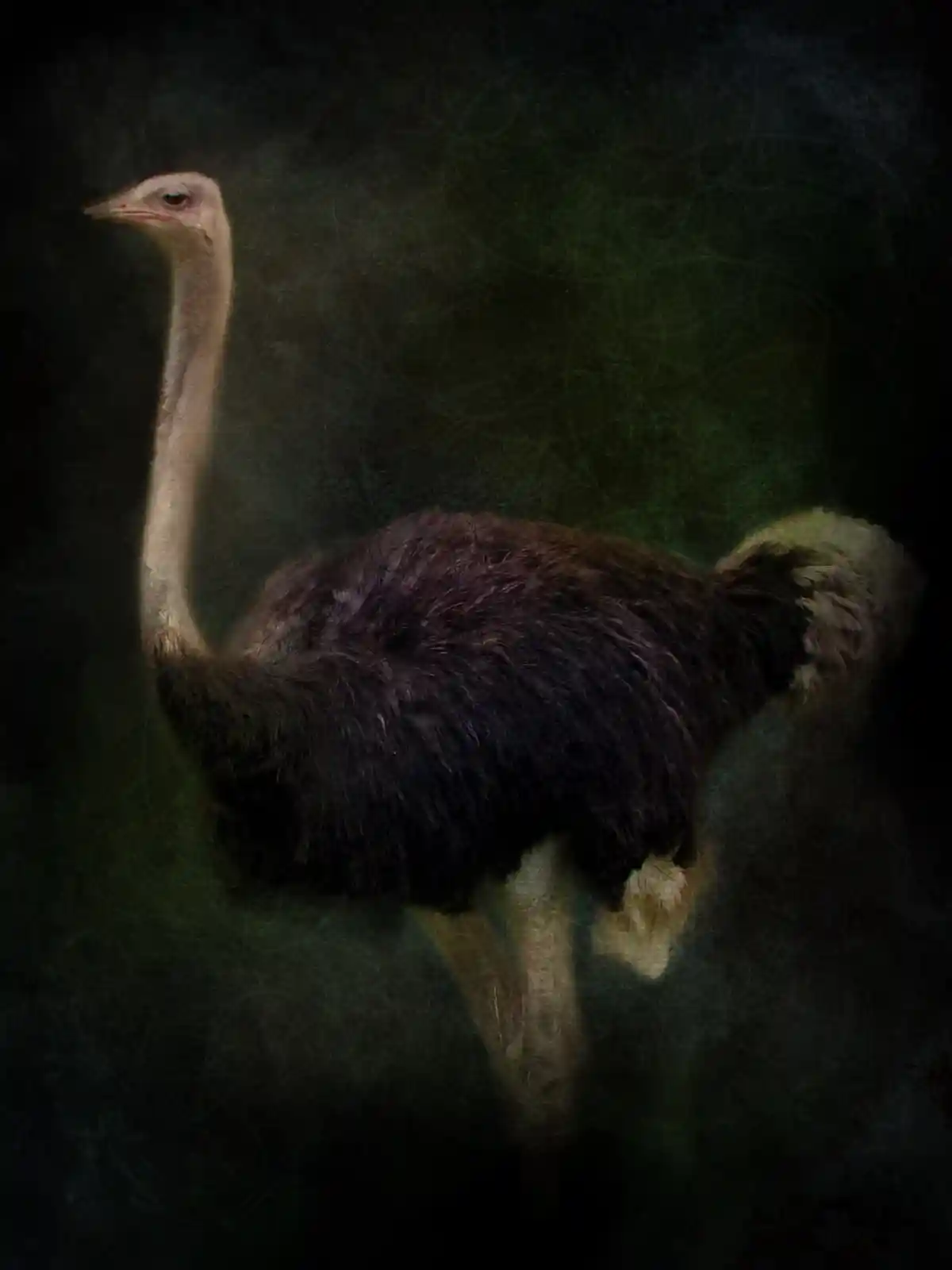 The ostrich stands tall, its long neck arching with an uncanny grace against a backdrop of dark, swirling shadows. Its eyes are pools of curiosity and cunning, a creature both earthbound and otherworldly. Feathers ripple like midnight waves, dense and dark, hiding stories of far-off places. This is a bird that has seen too much and remembers it all, a sentry of the in-between.