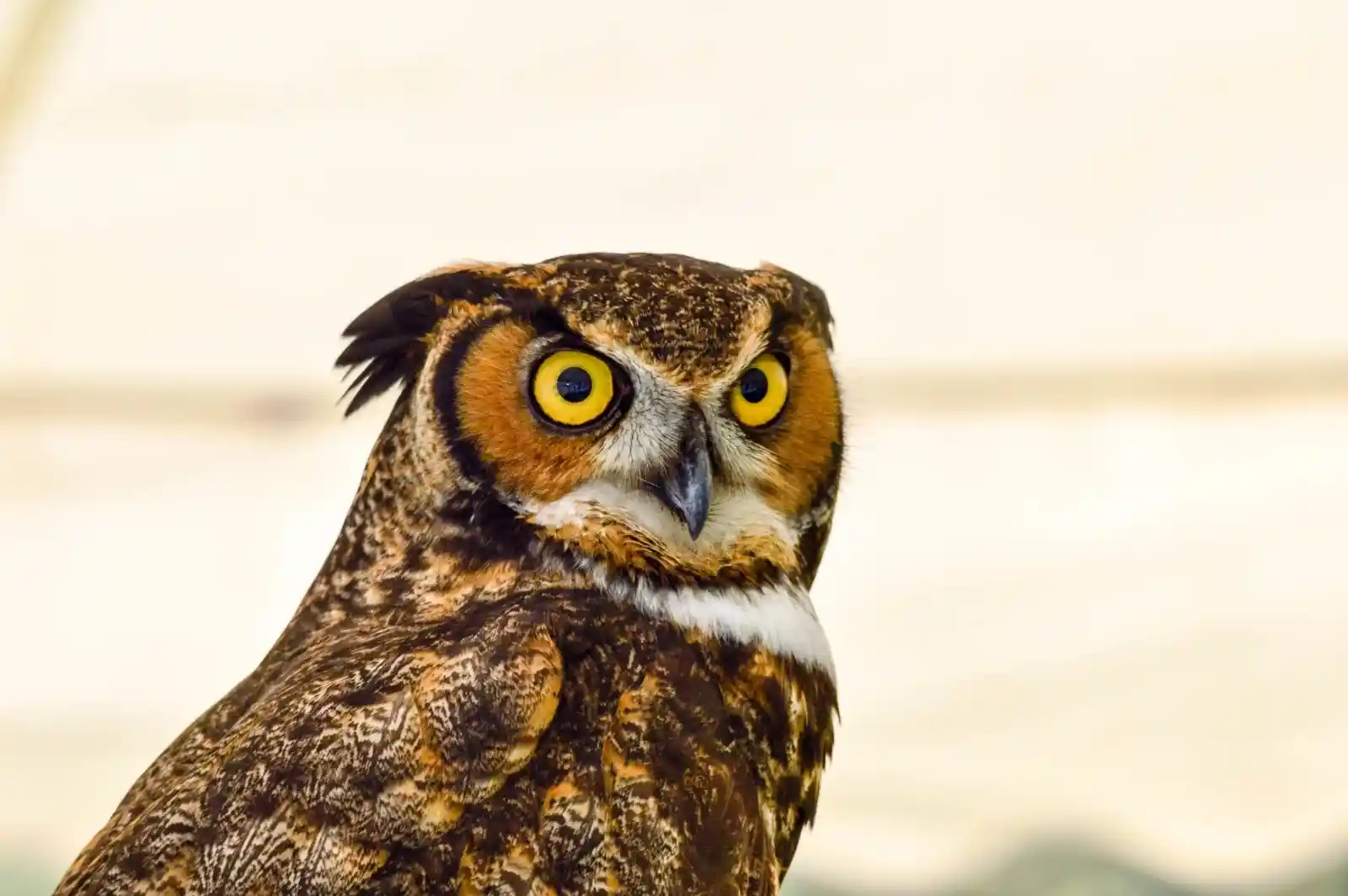 A great horned owl, all feathers and fury, stares ahead with eyes like twin suns, fierce and unblinking. Its ear tufts stand tall, as if listening to secrets only it can hear. The world blurs around it, but the owl is sharp and defined, a creature of midnight mystery caught in daylight’s grip.