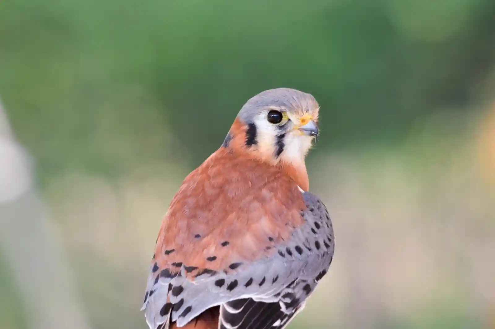 A kestrel, vibrant and proud, perches with a look of quiet confidence. Its russet and slate plumage ripple like the notes of a song, harmonizing with the green blur of the world behind it. Eyes dark as midnight watch, measuring the distance between what is and what could be, a hunter in waiting.