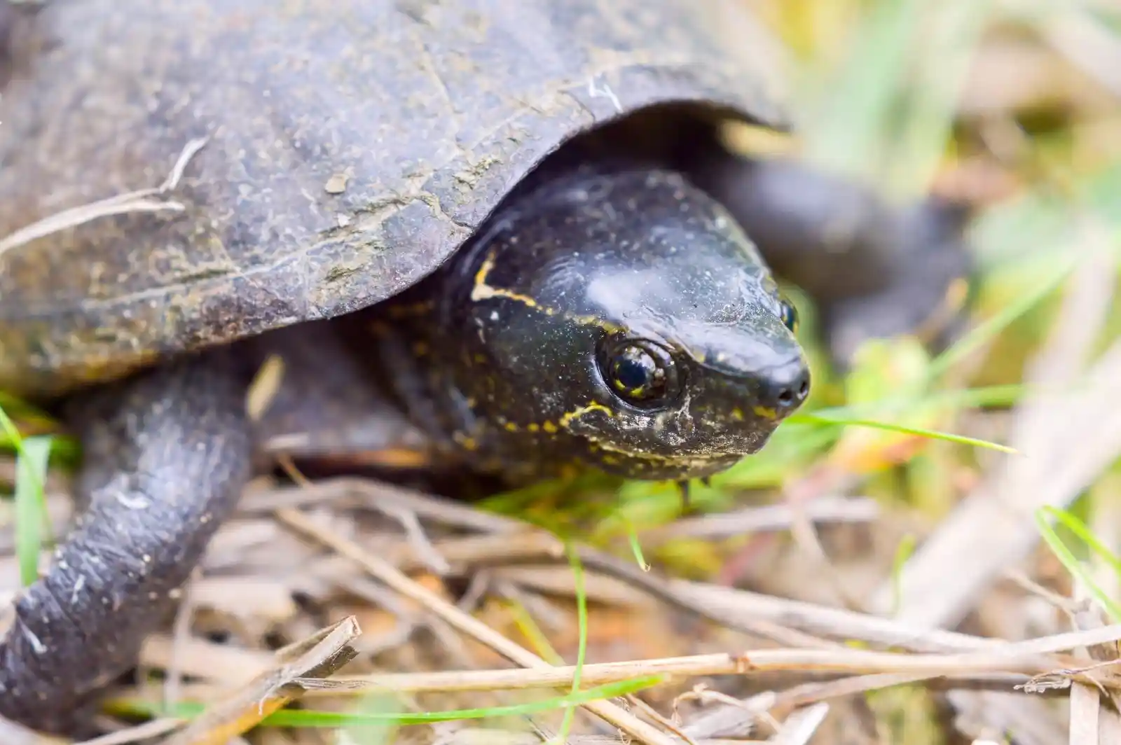 A turtle, ancient as the stories hidden beneath its shell, peers from its armored shelter. Its eyes reflect the depth of the forest floor, knowing and patient. It rests among tangled grasses, its shell a patchwork of time-worn battles and mossy quietude, a slow traveler through the undergrowth.