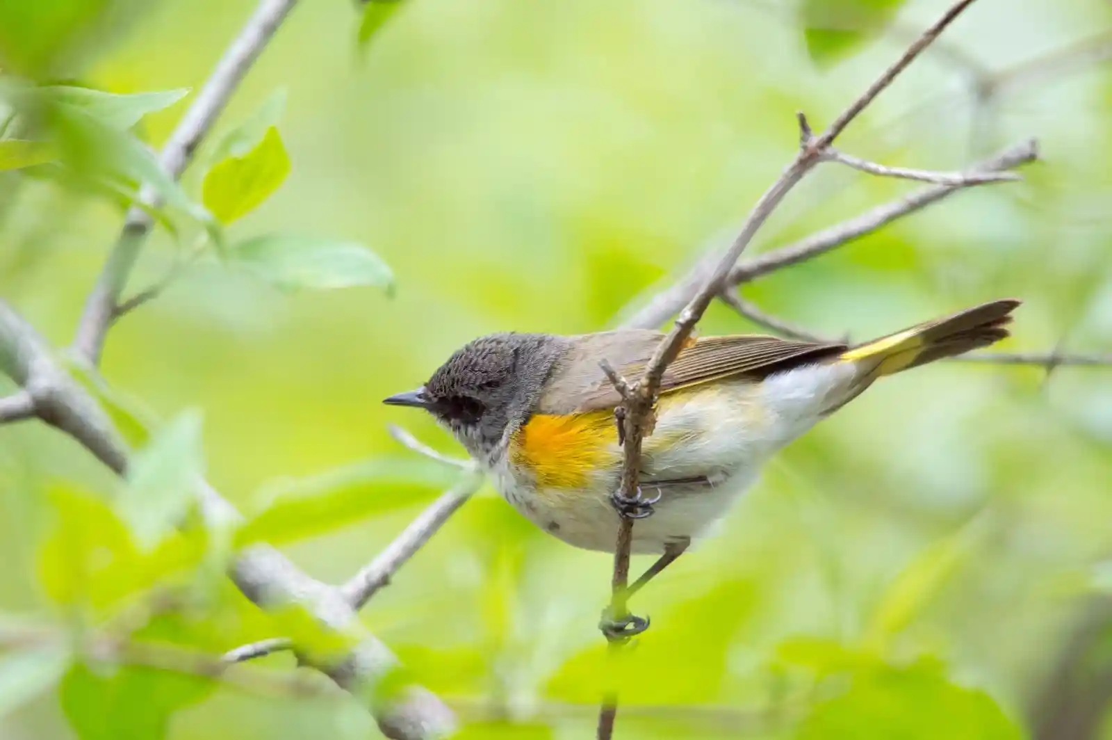 A small songbird, delicate and unassuming, clings to a slender branch. Its yellow breast is a splash of sunrise amidst the green canopy. Its gaze is soft but keen, ever-watchful of the vibrant, unpredictable dance of leaves and wind, like a melody waiting to be played.