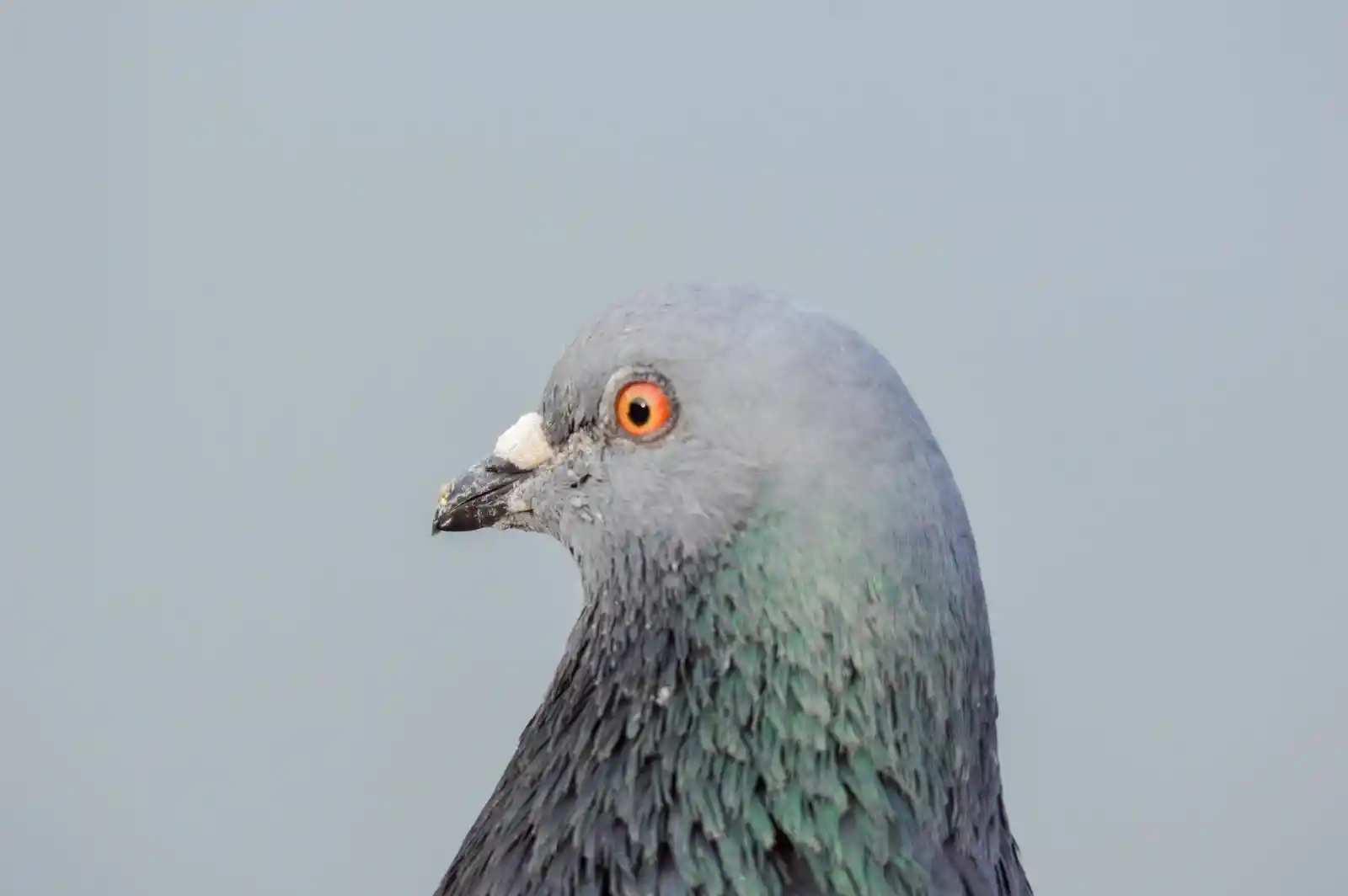 A pigeon, common yet uncommonly beautiful, stands in profile. Its feathers shimmer with hidden iridescence—greens and purples blending in a play of light. Its eye, ringed with fiery orange, holds the cityscape within its orb, a sentinel of the streets, watching, waiting.