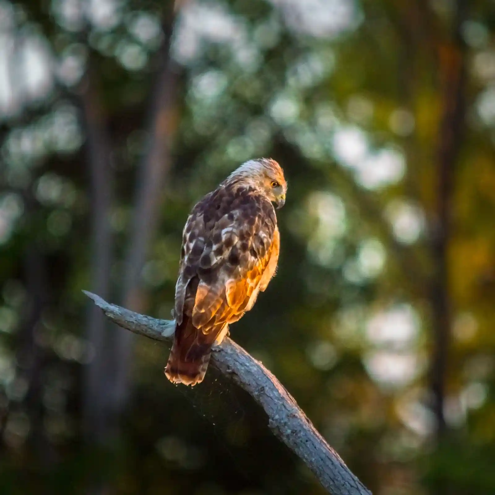 A red-tailed hawk perches on a barren branch as the sun casts a warm, golden embrace upon its feathers. The background is a blur of twilight’s promise, a canvas of fading light and encroaching shadows, where the bird keeps its own council, plotting its next move.