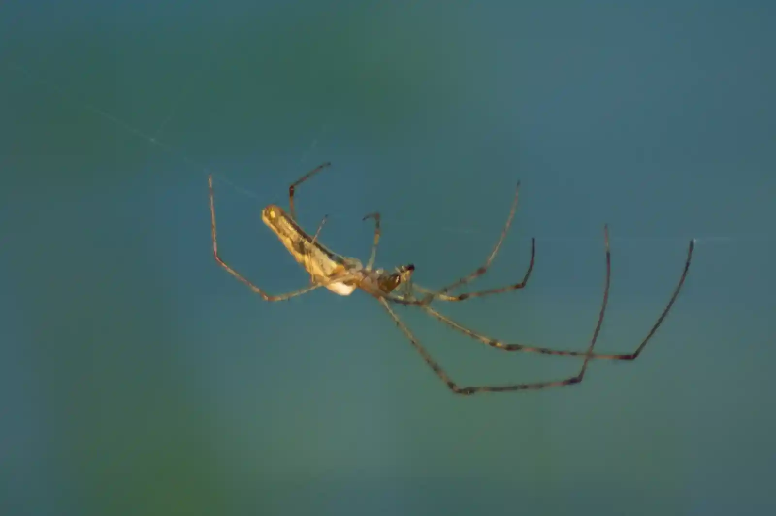 A spider dangles from a nearly invisible thread, its legs stretched with delicate precision. Its tiny form is caught between shadows and light, a fragile architect of webs that glisten like haunted dew, suspended in the stillness of dusk.