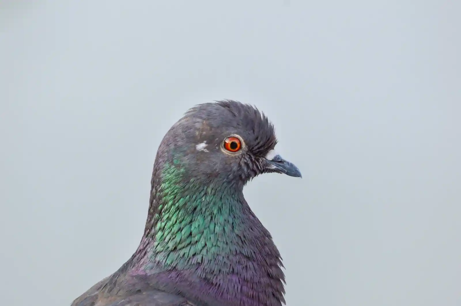 A pigeon, with dark plumage more shadow than light, gazes with an eye like a fiery ember. Its feathers shimmer with muted purples and greens, and it carries itself with an air of quiet resilience. A guardian of secrets whispered in alleyways and over rooftops.