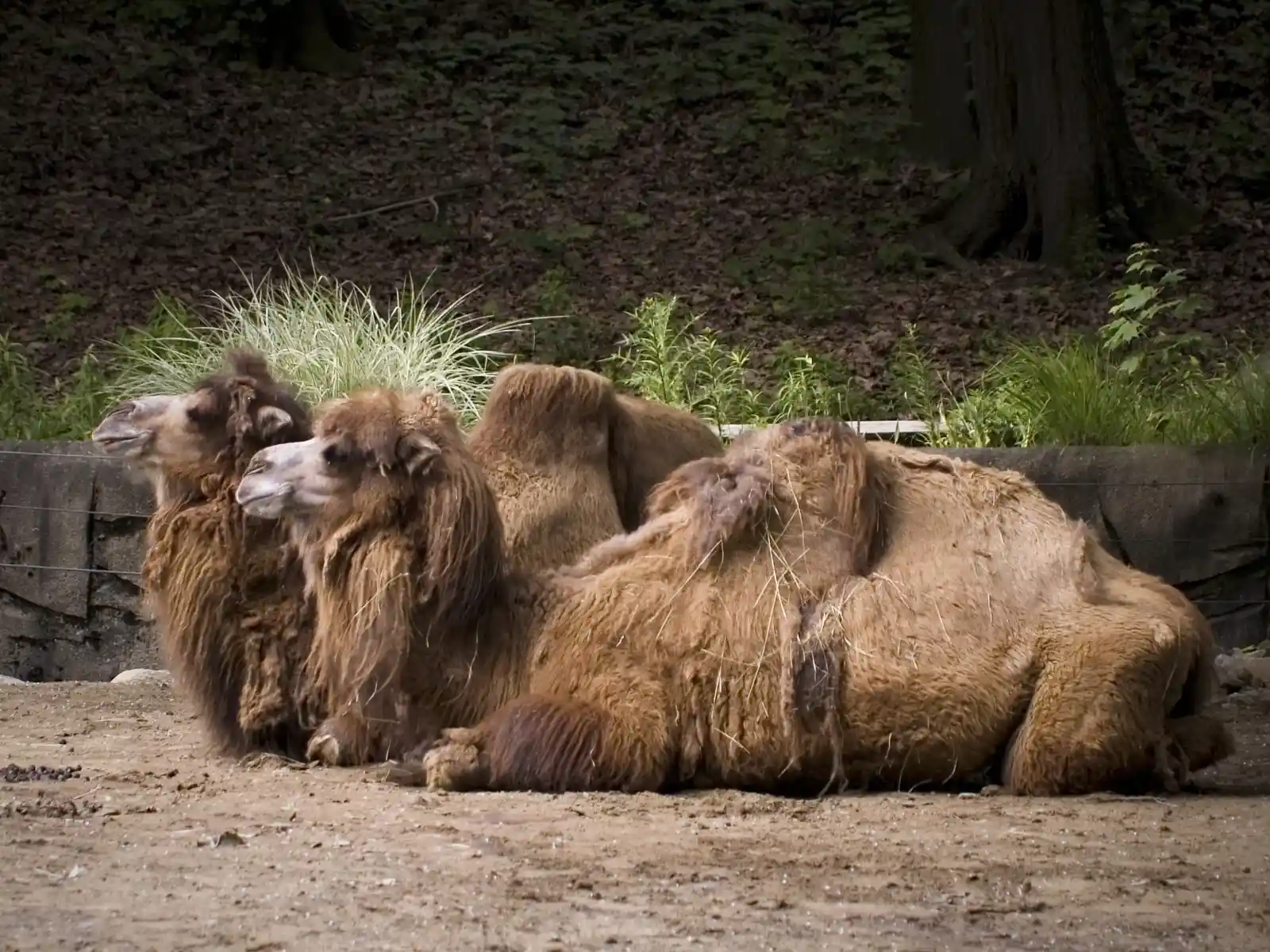 Two Bactrian camels, with woolly coats and soulful expressions, rest side by side on the sandy earth, surrounded by muted greenery. Their heavy lids half-closed, they appear lost in thoughts from distant deserts. They are regal, yet resigned, ancient witnesses to time's slow march, dreaming of faraway dunes and the soft lull of a nomadic life under wide, open skies.