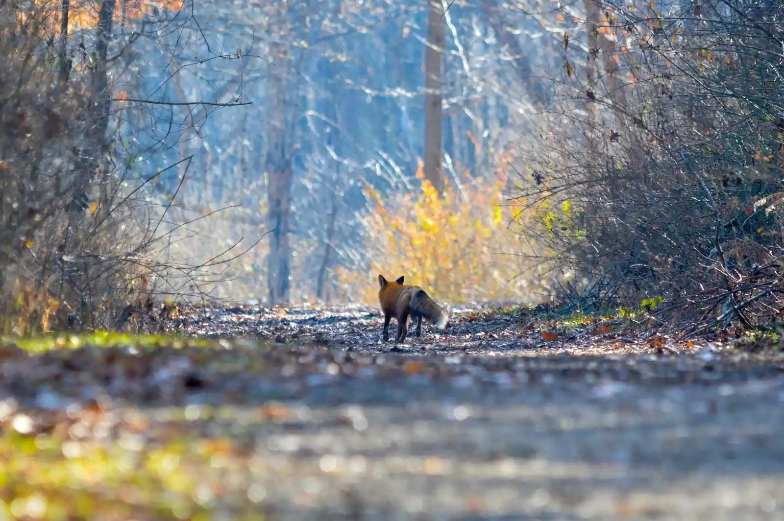 A fox, russet and wily, trots down a forest path bathed in the cool blues and grays of early morning. It is caught mid-stride, a flicker of fur and thought amidst the skeletal branches and sun-dappled ground. With each step, it leaves behind whispers of forgotten secrets, heading deeper into the realm where nature holds sway and human eyes are unwelcome.