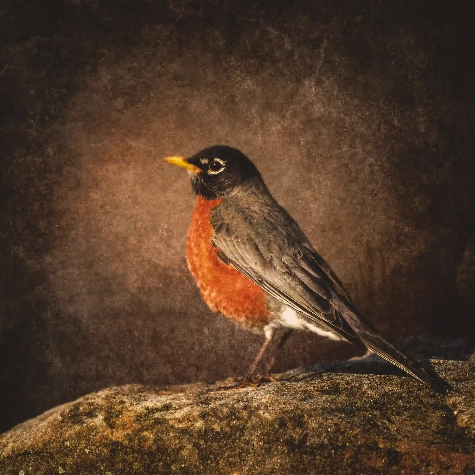 A robin, perched on a moss-covered rock, tilts its head slightly, revealing a bright red breast against its dark plumage. Its eye gleams with the knowing of a creature who has watched the world turn. The background is a wash of earthy tones, a perfect canvas for a bird that sings of new mornings, old tales, and everything in between.