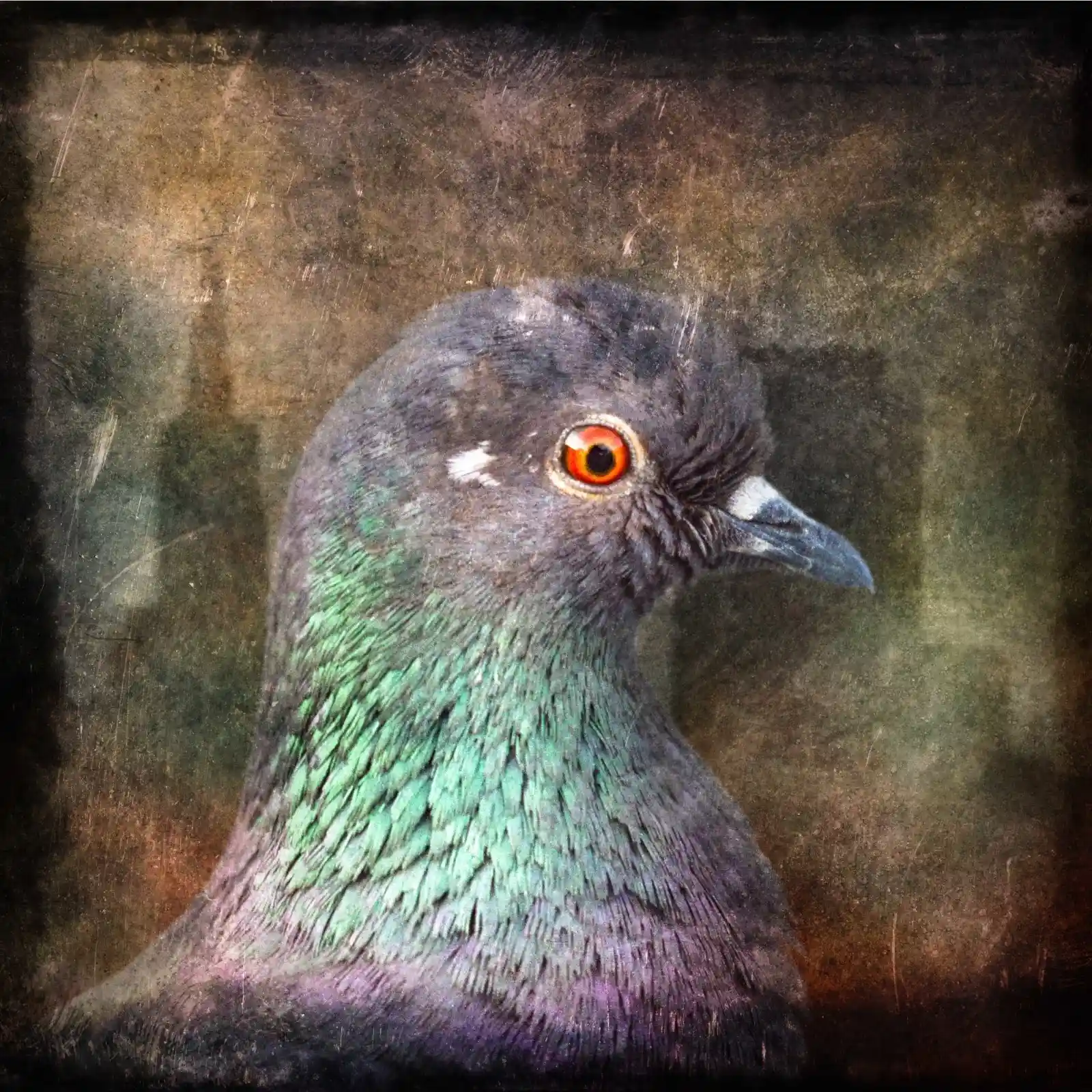 A pigeon, urbane and unyielding, tilts its head slightly, showing off the shimmering greens and purples of its neck. Its fiery orange eye seems to pierce through the grays of the cityscape, always watching, always calculating. It's a creature that knows every secret of the street, every crumb on the sidewalk, every story in the alley shadows.