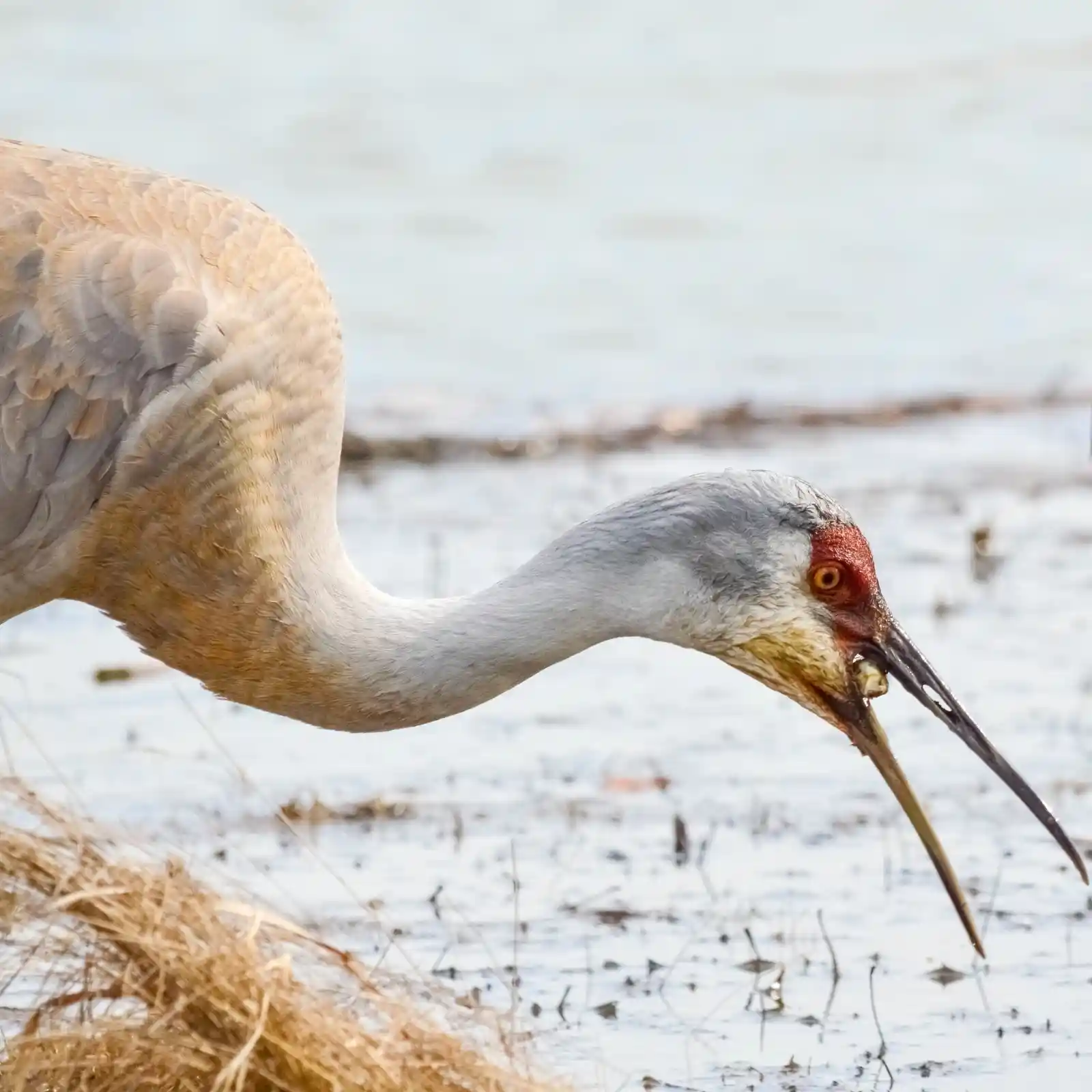 A sandhill crane, slender and elegant, bends its long neck to snatch a morsel from the muddy water's edge. The soft gray and russet feathers blend with the earth, while a bright red crown blazes on its head like a living ember. It is an ancient dance of predator and prey, unfolding slowly, gracefully, in the wetlands.