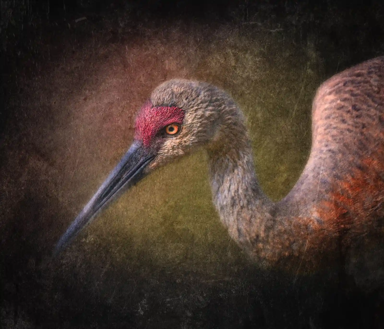 In a haze of darkened tones, a Sandhill Crane emerges like a ghost from a forgotten dream. The brush of reds on its head is muted yet stark, a bloodstained whisper against its subtle, textured body. Its eyes are set on the edge of the frame, capturing a story untold, a myth still in the making. This bird is a sentinel, watching over a twilight realm where dusk and dawn forever intertwine.