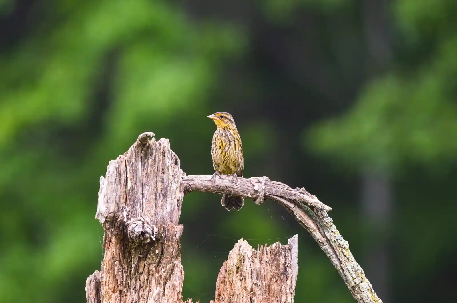 A savannah sparrow, small but filled with purpose, perches on a gnarled branch. Its streaked yellow and brown feathers mimic the rough wood and distant green foliage. It surveys the world with a steady gaze, a tiny ruler of this weathered throne, a sentinel over the simplicity and complexity of nature's everyday rhythms.