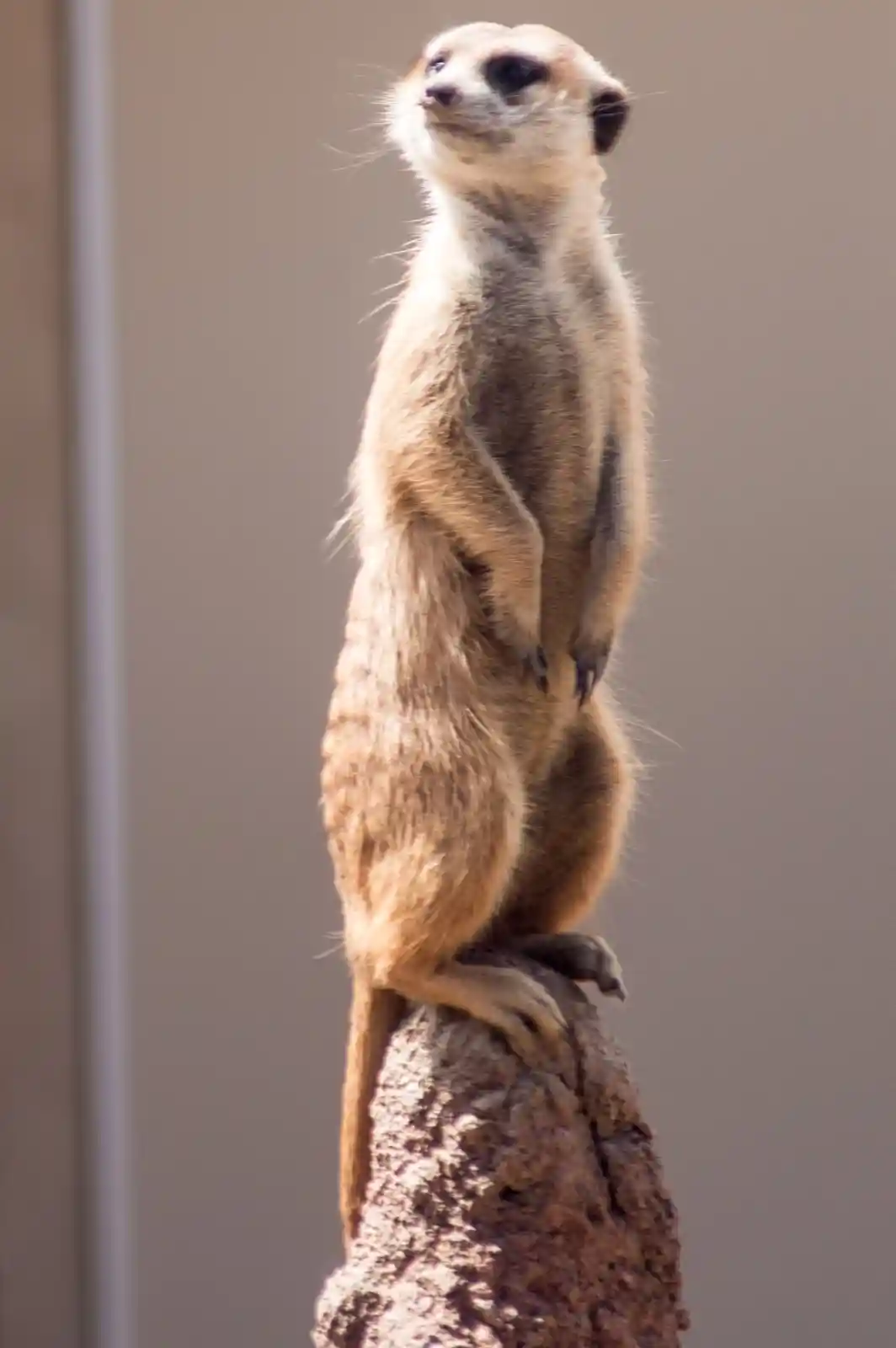 A meerkat stands tall atop a rugged stone, its eyes scanning the horizon with sharp curiosity. The sun casts a soft glow on its sandy fur, highlighting its lithe body and keen posture. This little sentinel stands vigilant against the dangers of the wild, a watcher in a land where every shadow can hide a predator or a friend.