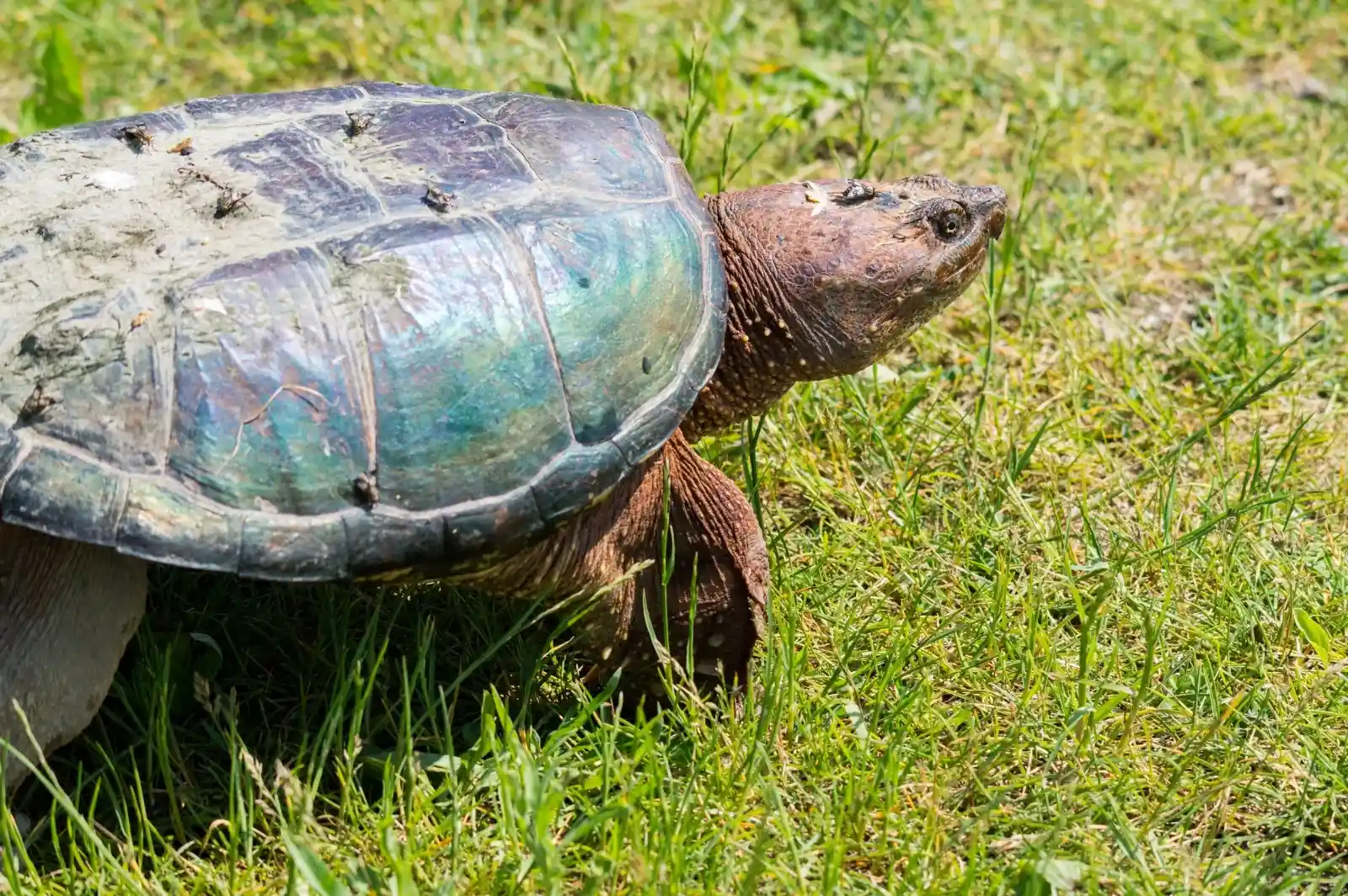 A snapping turtle, armored in a shell of iridescent hues, trudges through the grass. Its ancient eyes, half-hidden in the folds of its thick, mud-streaked skin, seem to hold all the secrets of the swamp. Each step is slow, deliberate, as if it knows that time is on its side, and the world will wait for its passing.