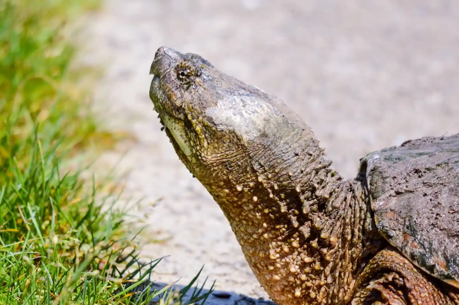 The snapping turtle lifts its head, chin raised defiantly, as if greeting a world it has outlived a thousand times over. Its rough, moss-covered skin seems to be an extension of the very earth it crawls upon. With each breath, it exhales the stories of primordial waters, where the sun has risen and set a million times.