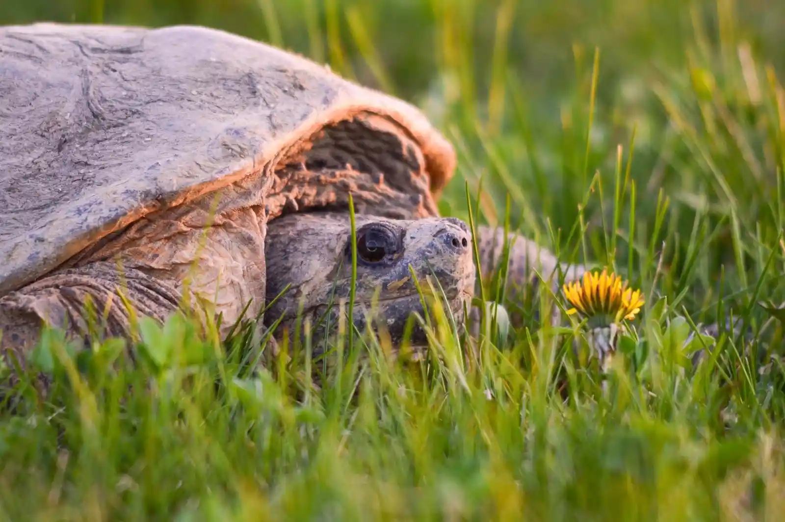 A world-weary snapping turtle rests amidst the tangled green of grass, the sunset's glow casting a soft light on its time-worn shell. A lone dandelion, bright and bold, grows inches from the creature's curious eye, a tiny defiance of yellow against a backdrop of rugged survival.