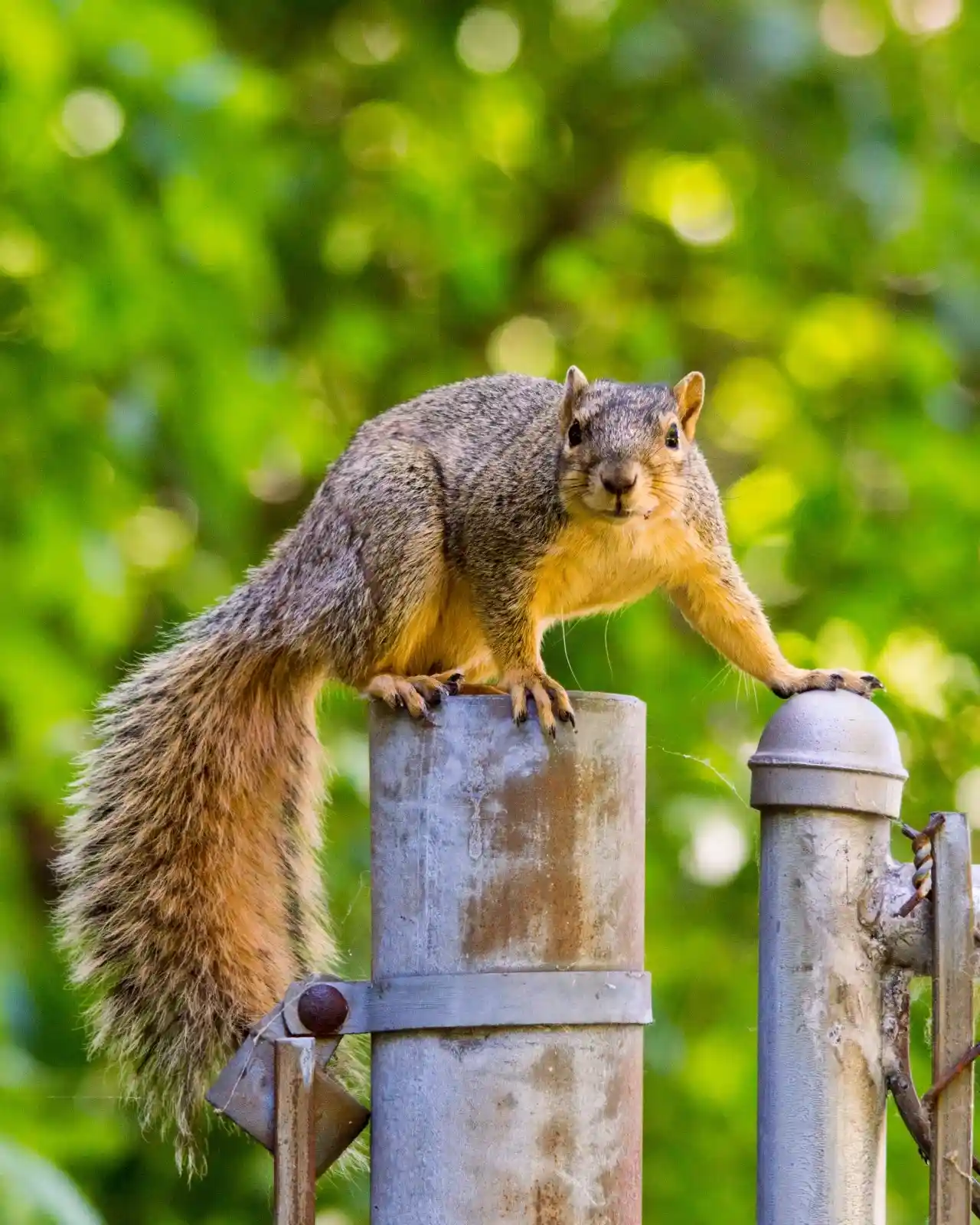 Perched atop a metal fence post, a squirrel eyes the world with a mixture of curiosity and challenge. Its bushy tail curls, a banner of caution, while the green blur of summer foliage provides a backdrop for its vigilant stance.