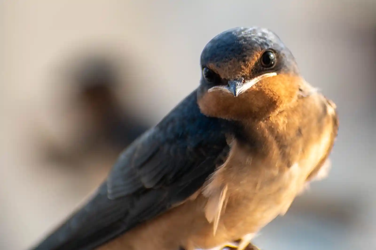 A barn swallow perches on an unseen branch, its eyes catching the light like tiny black holes pulling in all that they see. Blue and rusted gold feathers lie smoothed back, sleek as a whispered promise. There’s a sharpness in its stance, a poised readiness, as if at any moment it might take flight to chase the sun or flee into the shadows, never to be seen by mortal eyes again.