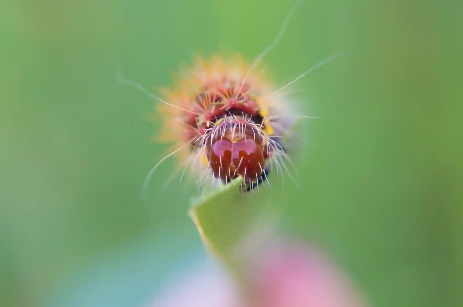 A close-up of a tiny, vivid caterpillar, its body covered in a riot of colors—fiery red, yellow, and black—its face almost alien with its odd symmetry and strange, tiny eyes. Thin white hairs jut out, giving it an electric aura, as it chews on the tip of a green leaf. The background is a dreamy blur, drawing the eye to this small, hungry creature's intricate, otherworldly beauty.