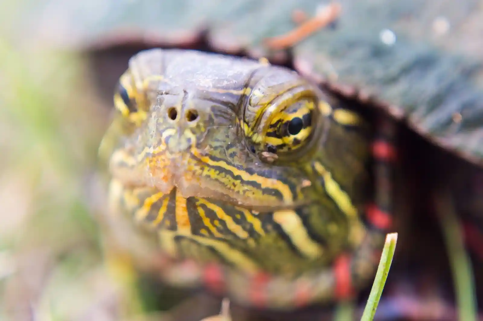 A close-up of a turtle’s face, hidden in the tall grasses. Eyes half-lidded, it seems to smile with a wisdom older than the mountains. Its patterned shell tells stories of rivers and quiet, sunlit afternoons. In its knowing gaze, there’s a calm acceptance of the world’s chaos. The light falls gently, illuminating the journey etched on its weathered face, hinting at stories only time and patience can hear.