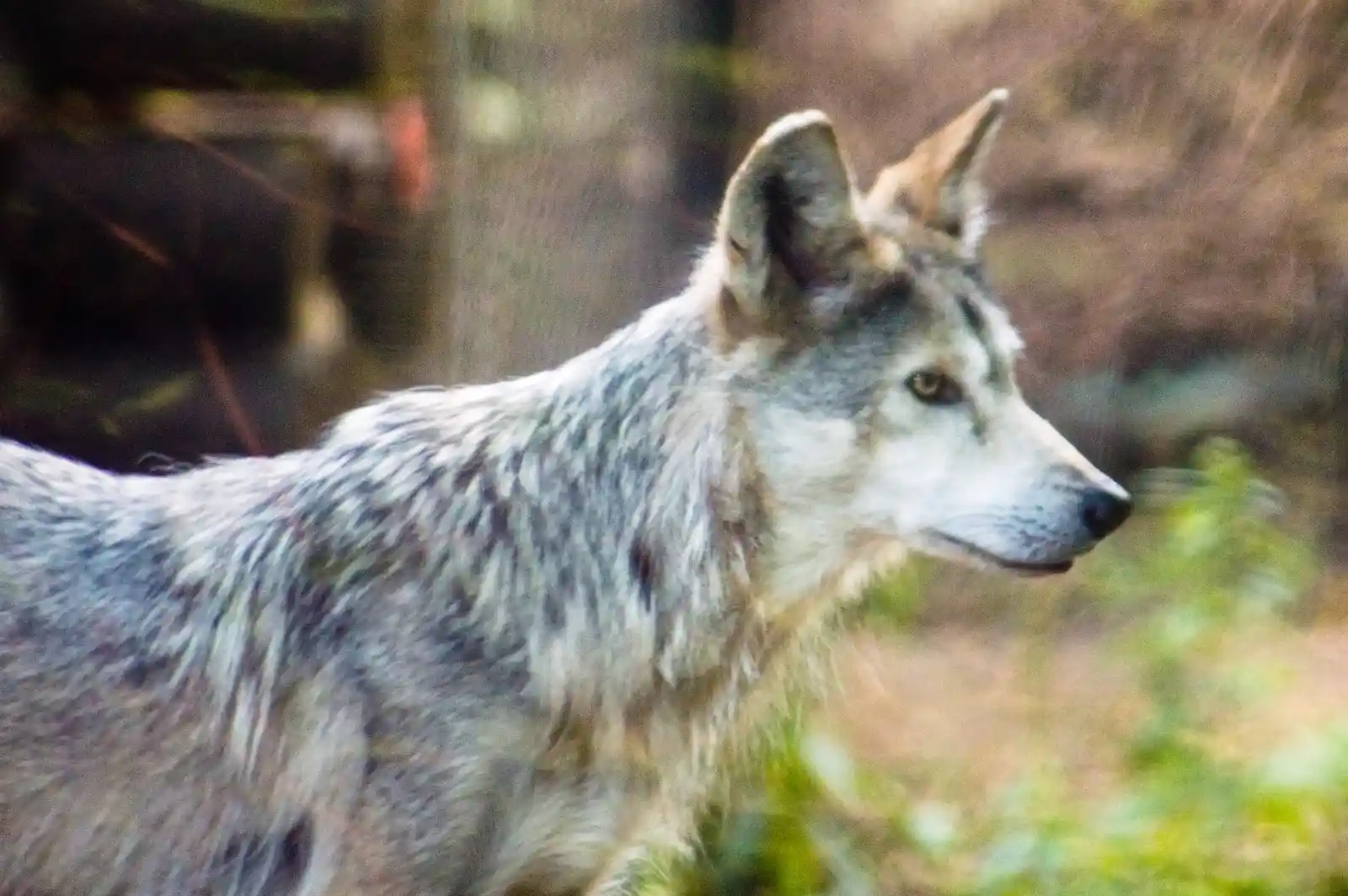 A lone wolf, its fur a mix of silver and shadows, watches intently. The forest behind it is blurred, soft against its sharp focus. Its eyes are keen, aware of every breath, every whisper. The stance is tense, ready for movement, but still, for now. It stands between danger and curiosity, a guardian of the wild, a symbol of freedom and the untamed soul of the woods.